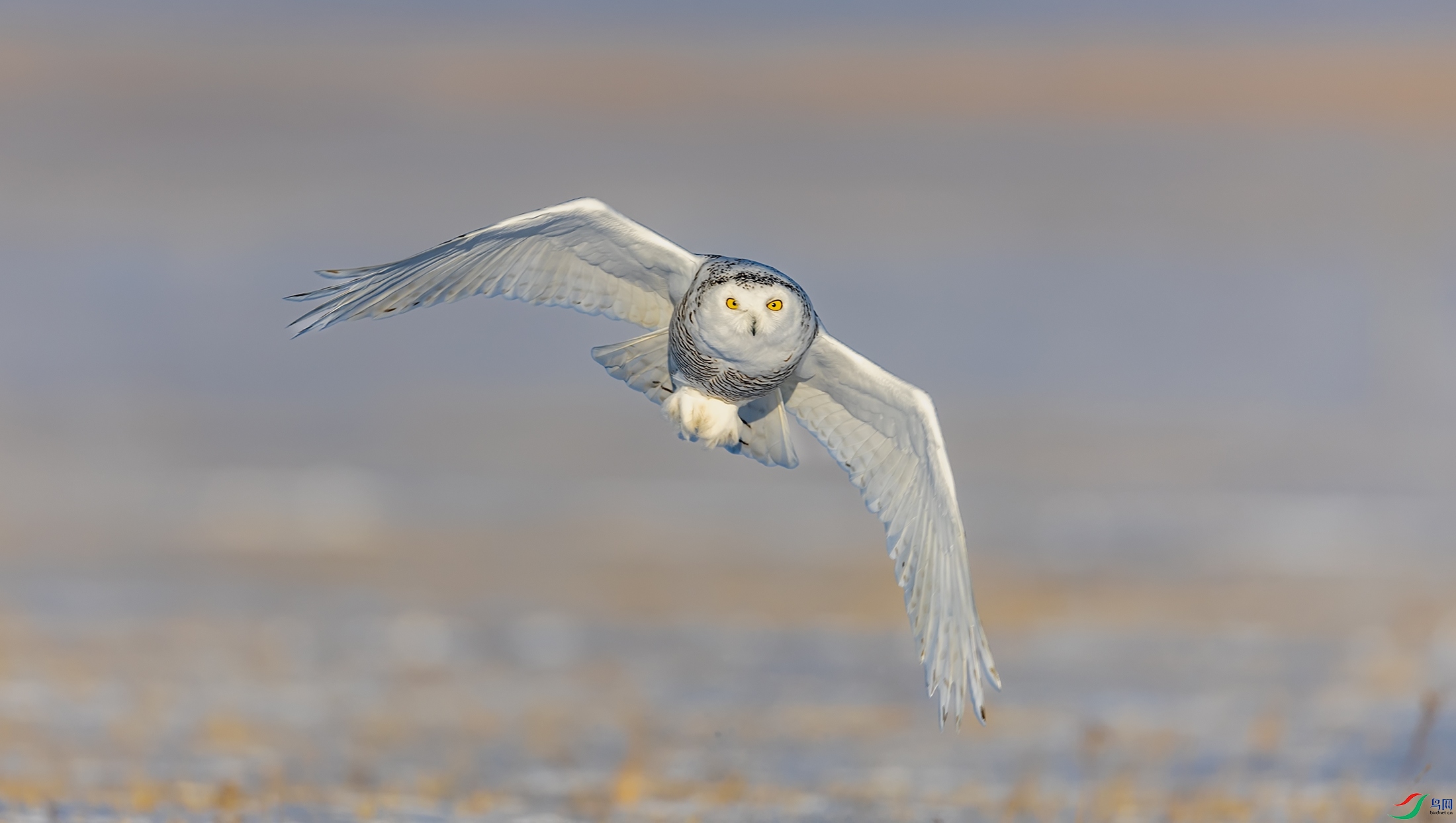 ѩ�^