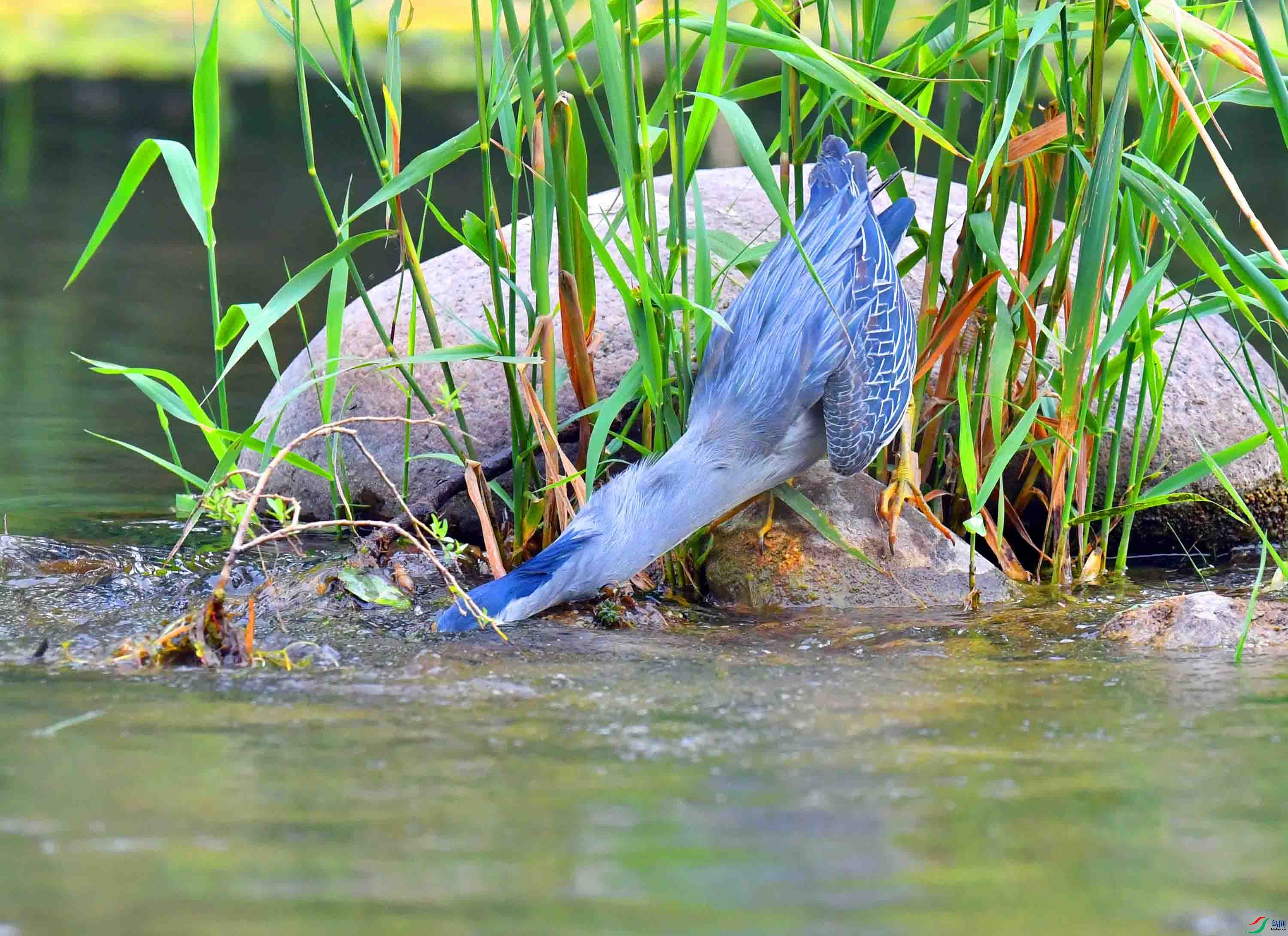 DSC_0922.JPG