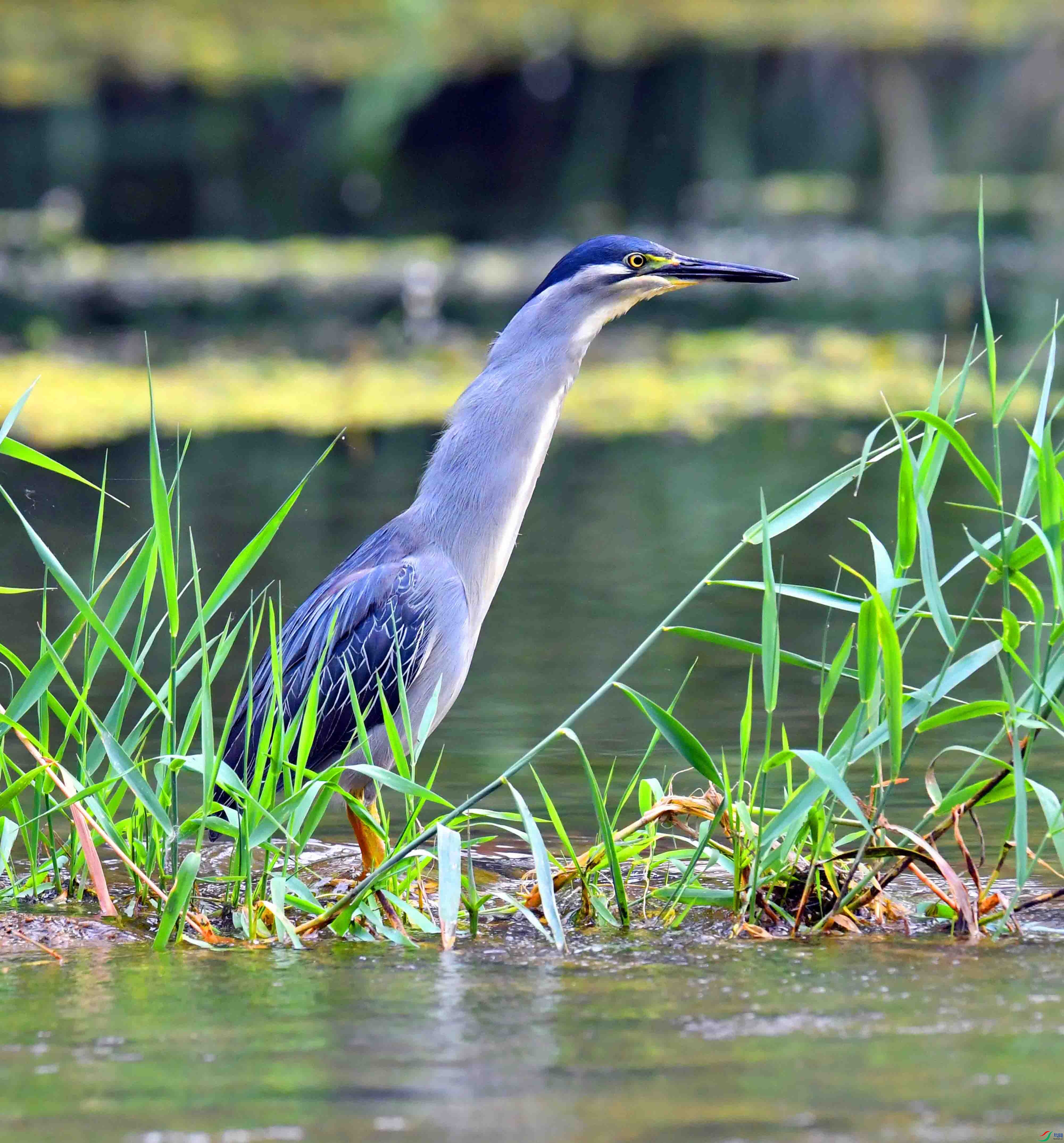 DSC_0949.JPG