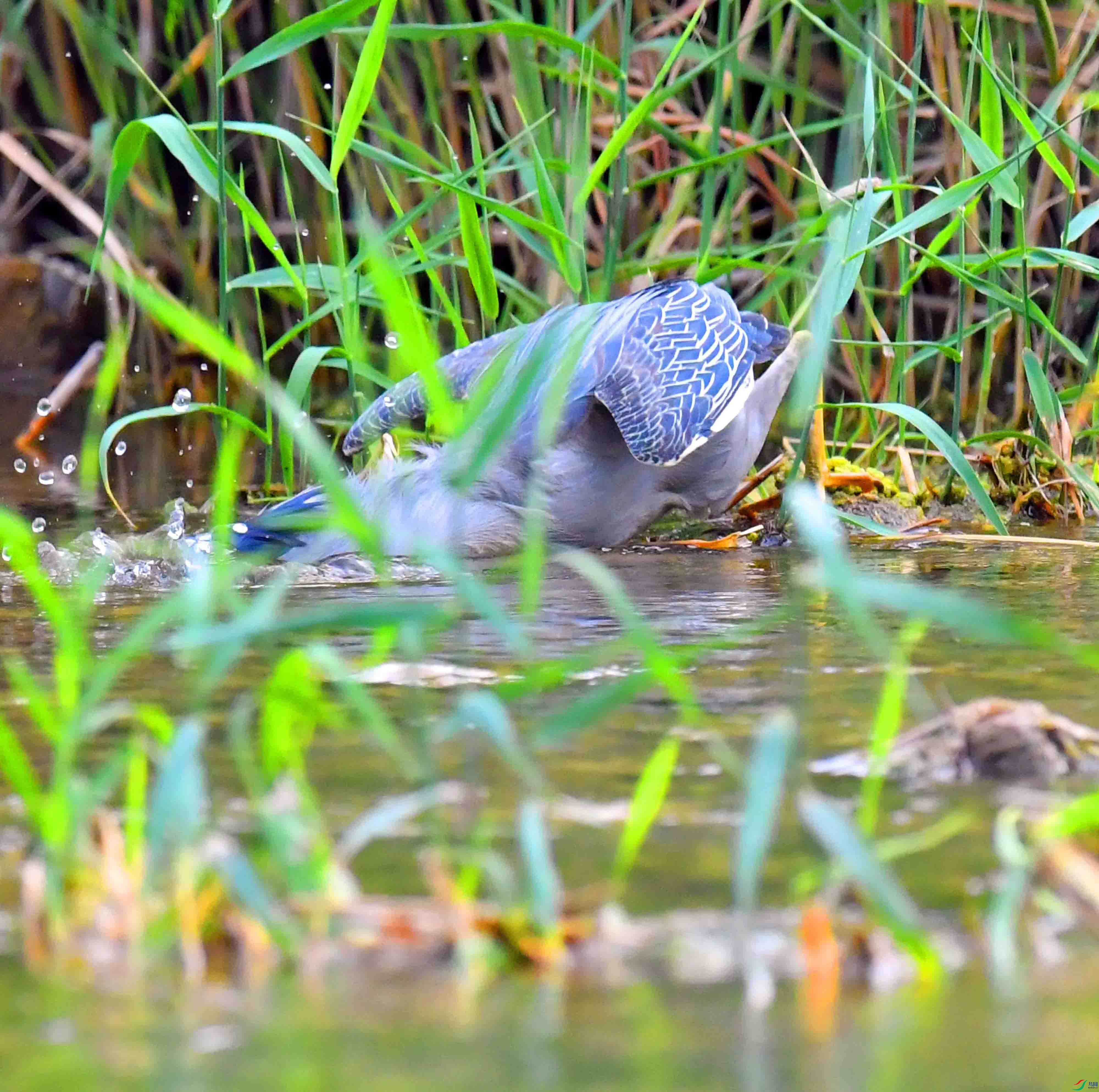 DSC_0979.JPG