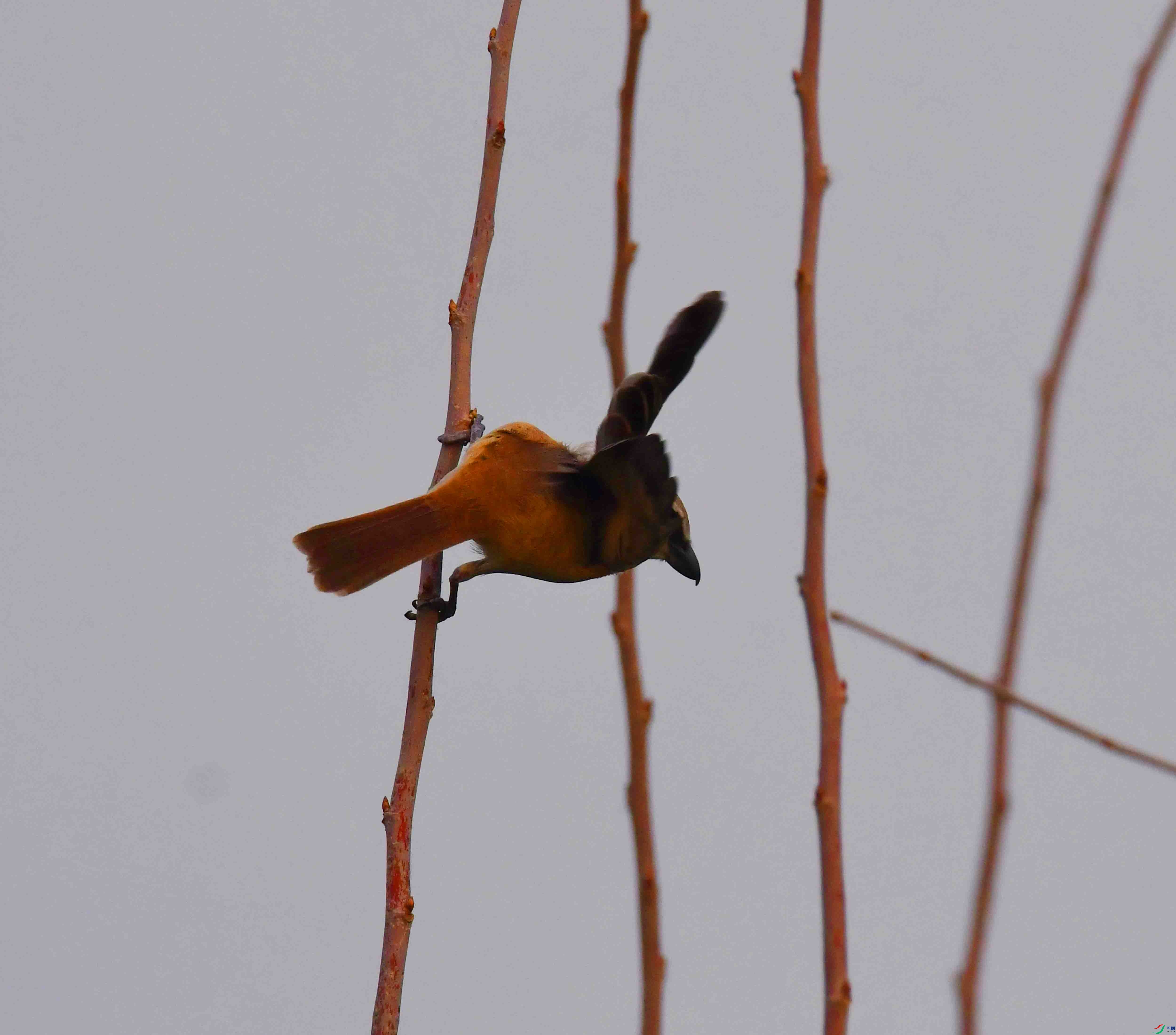 DSC_3186.JPG