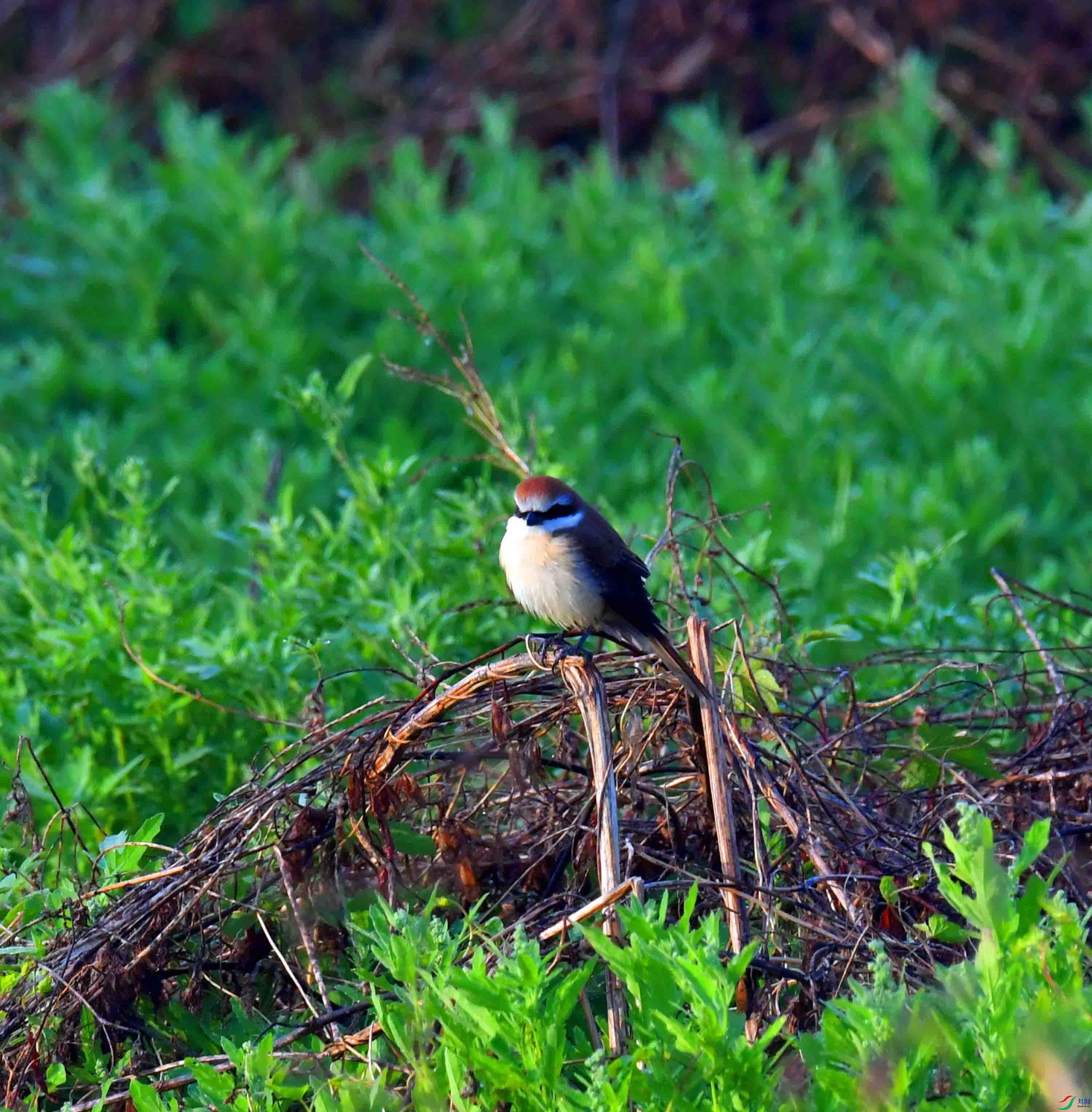 DSC_5324.JPG
