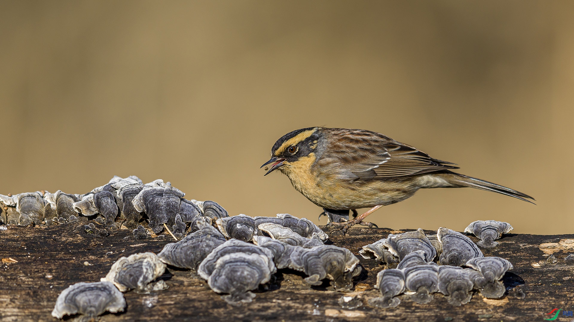 051A8008 ����n.jpg