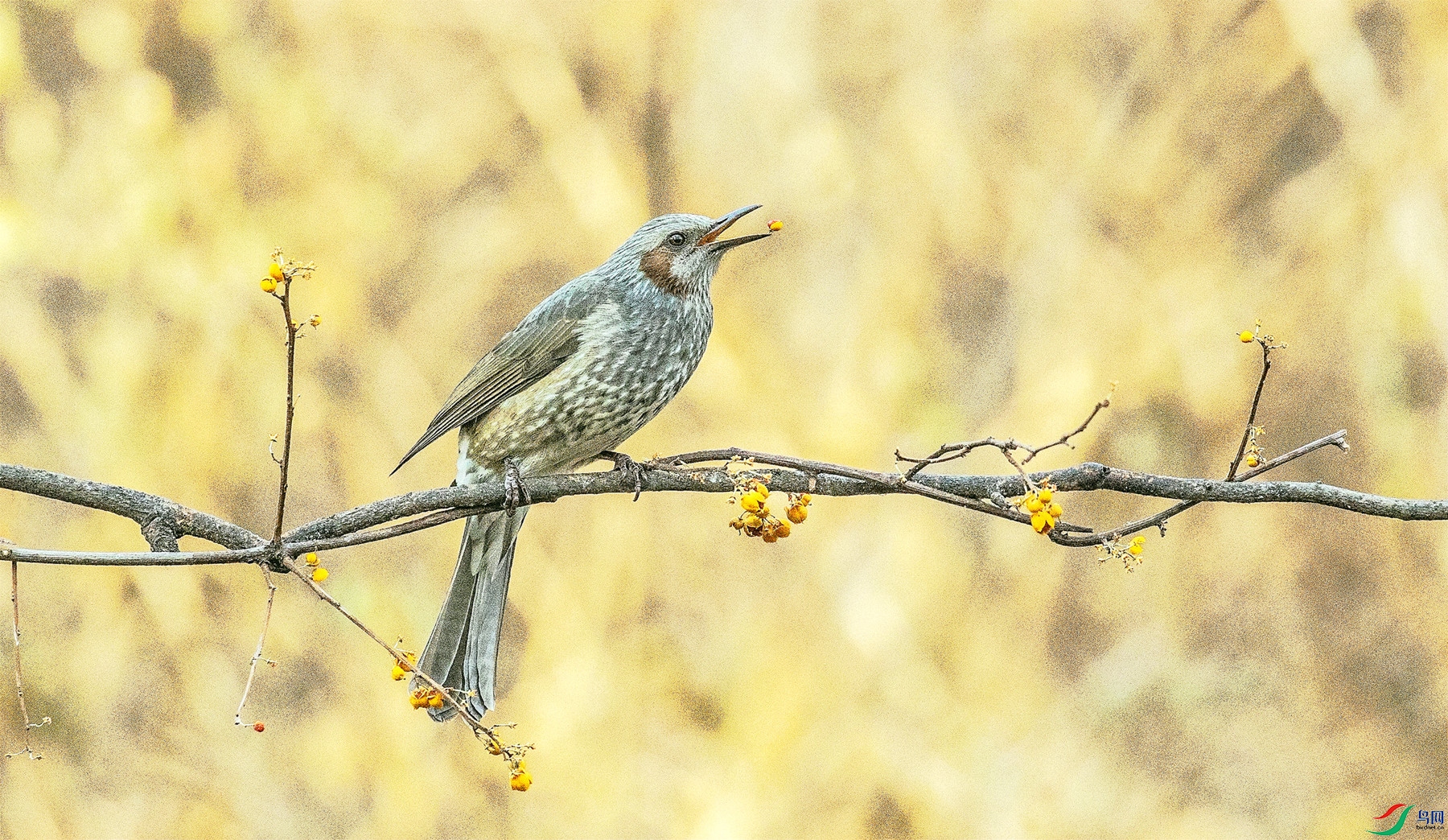 ��ʳ�¶� ��������.jpg