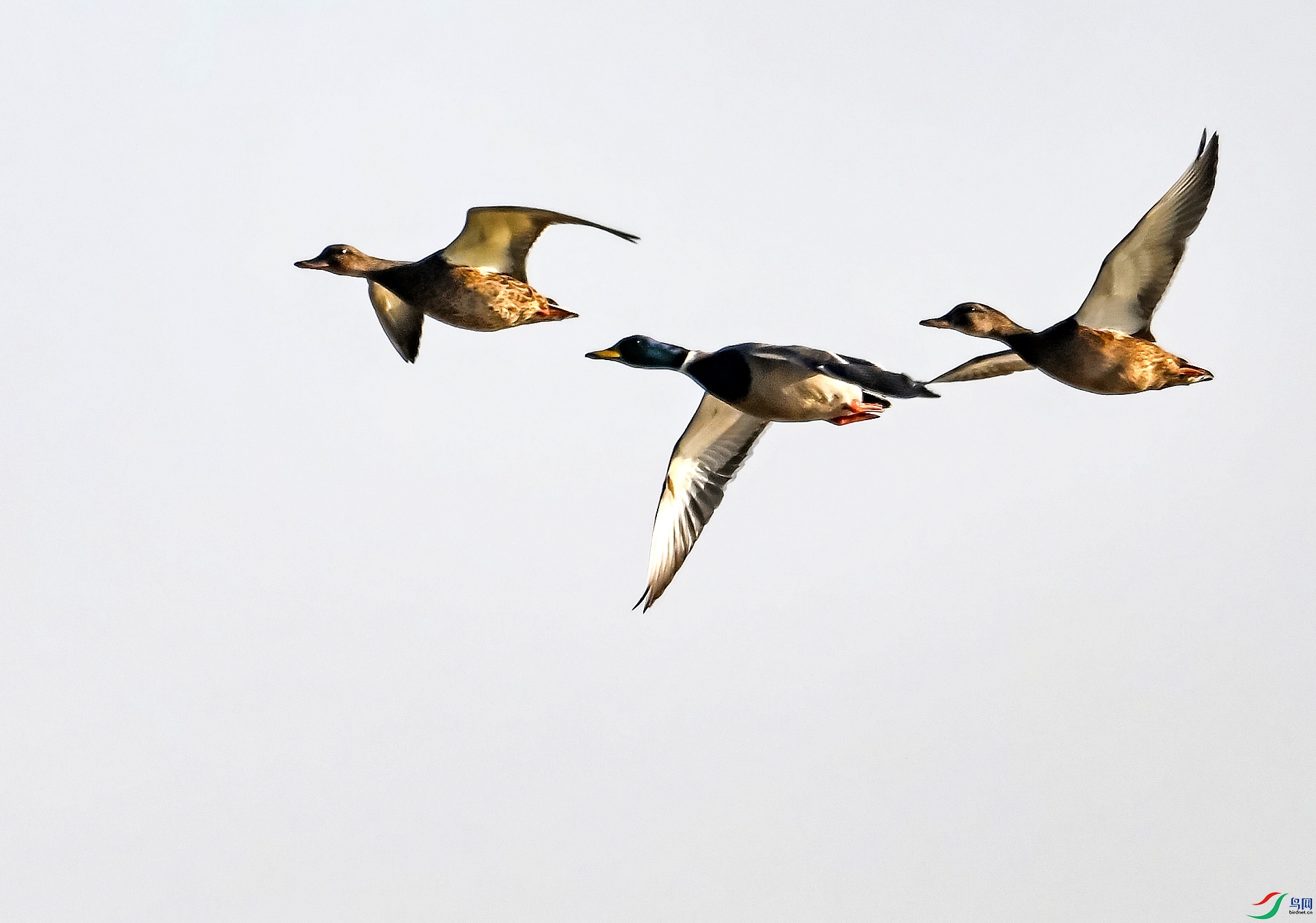 DSC_4812---_conew1.jpg