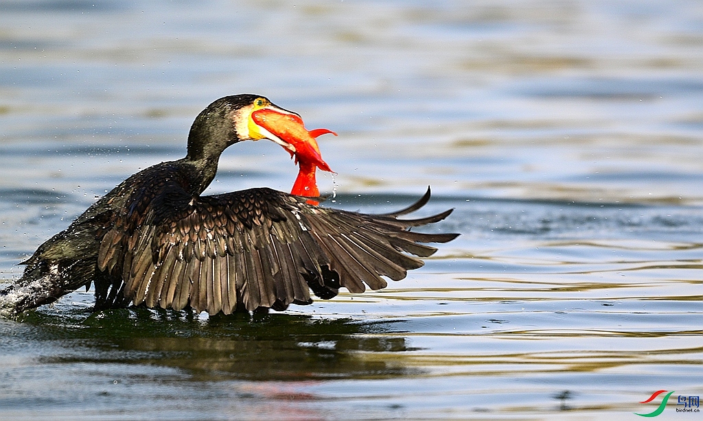 DSC_2711 - ����.JPG