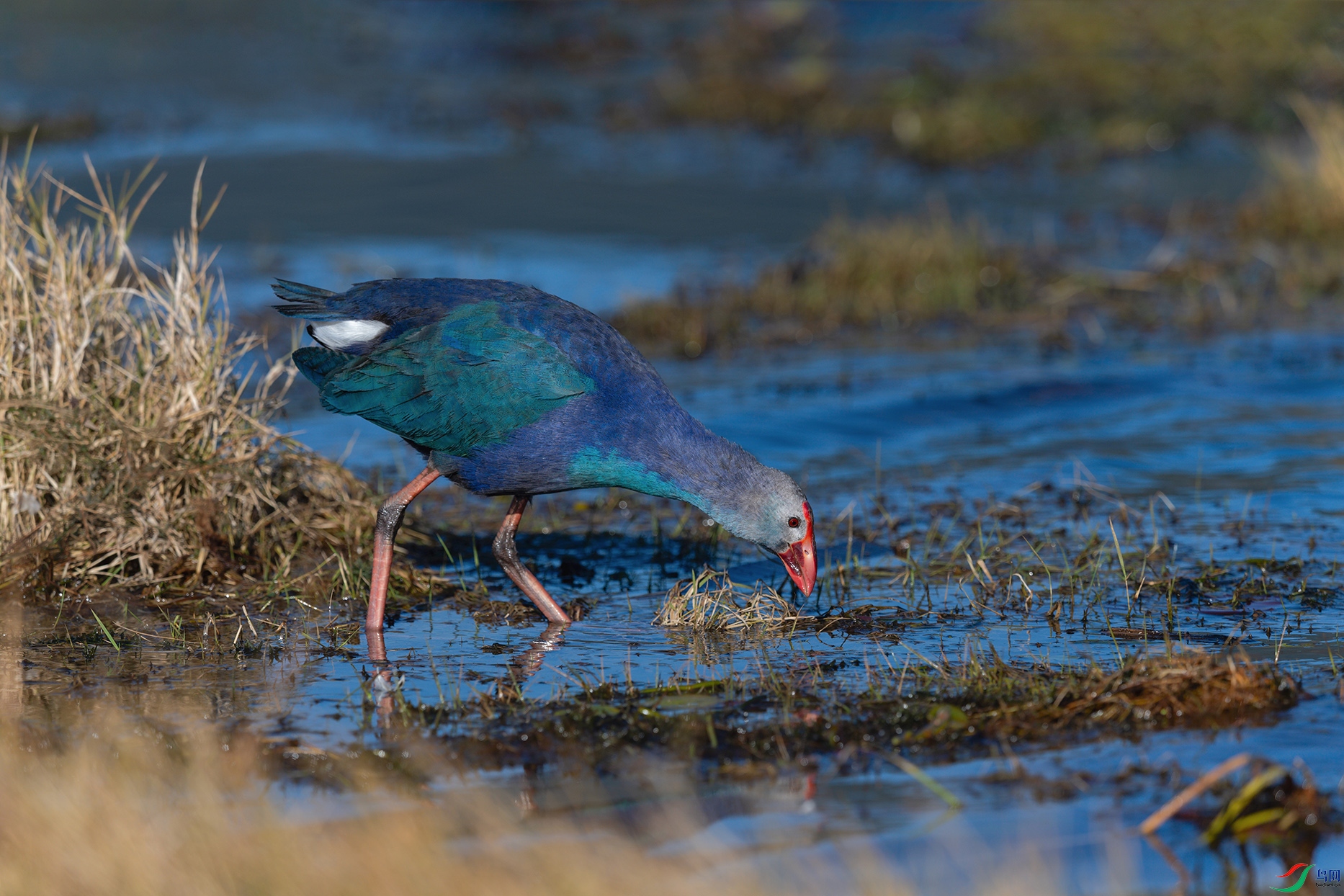 4DSC_8756_DxOa.jpg