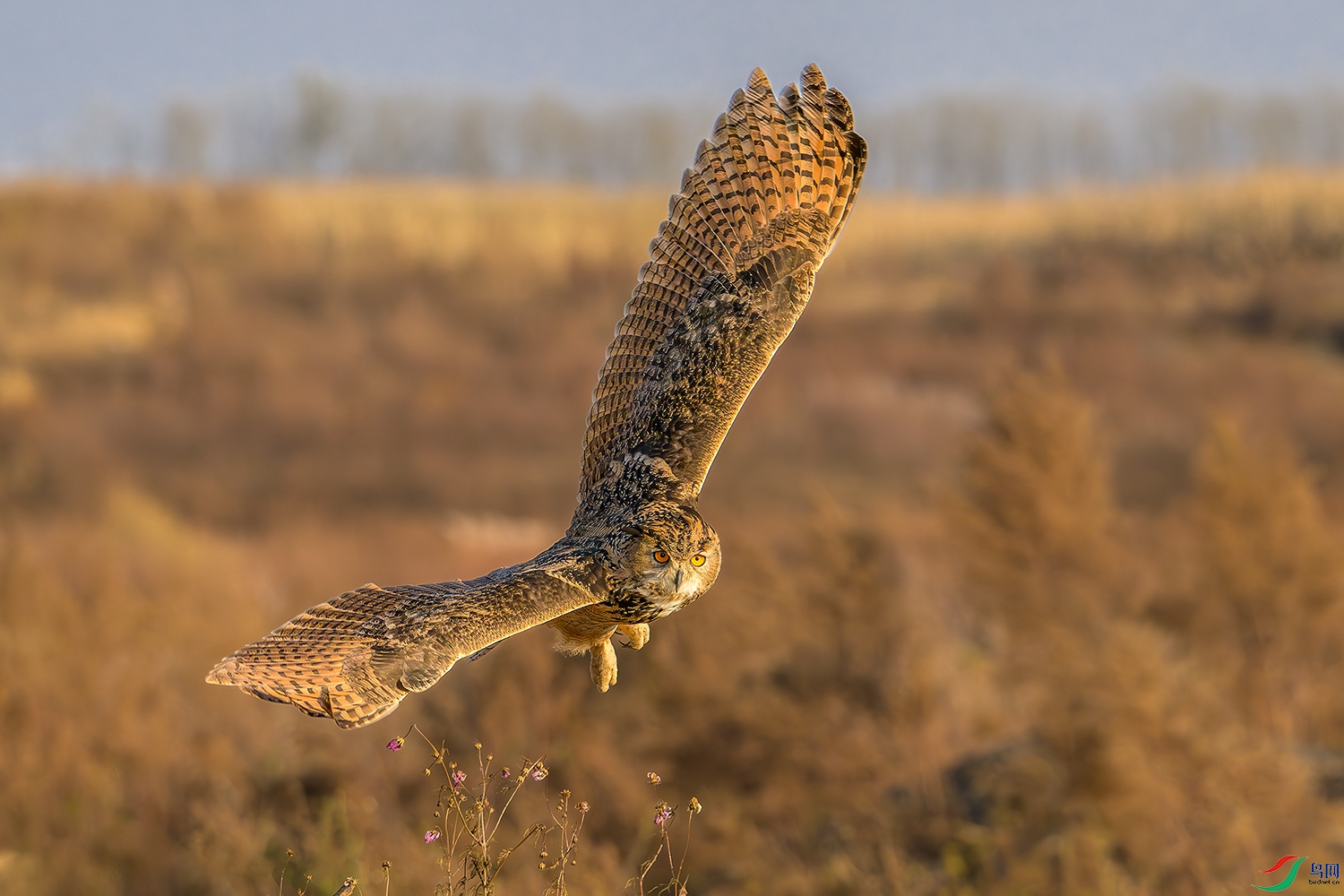 DSC_9717b.jpg