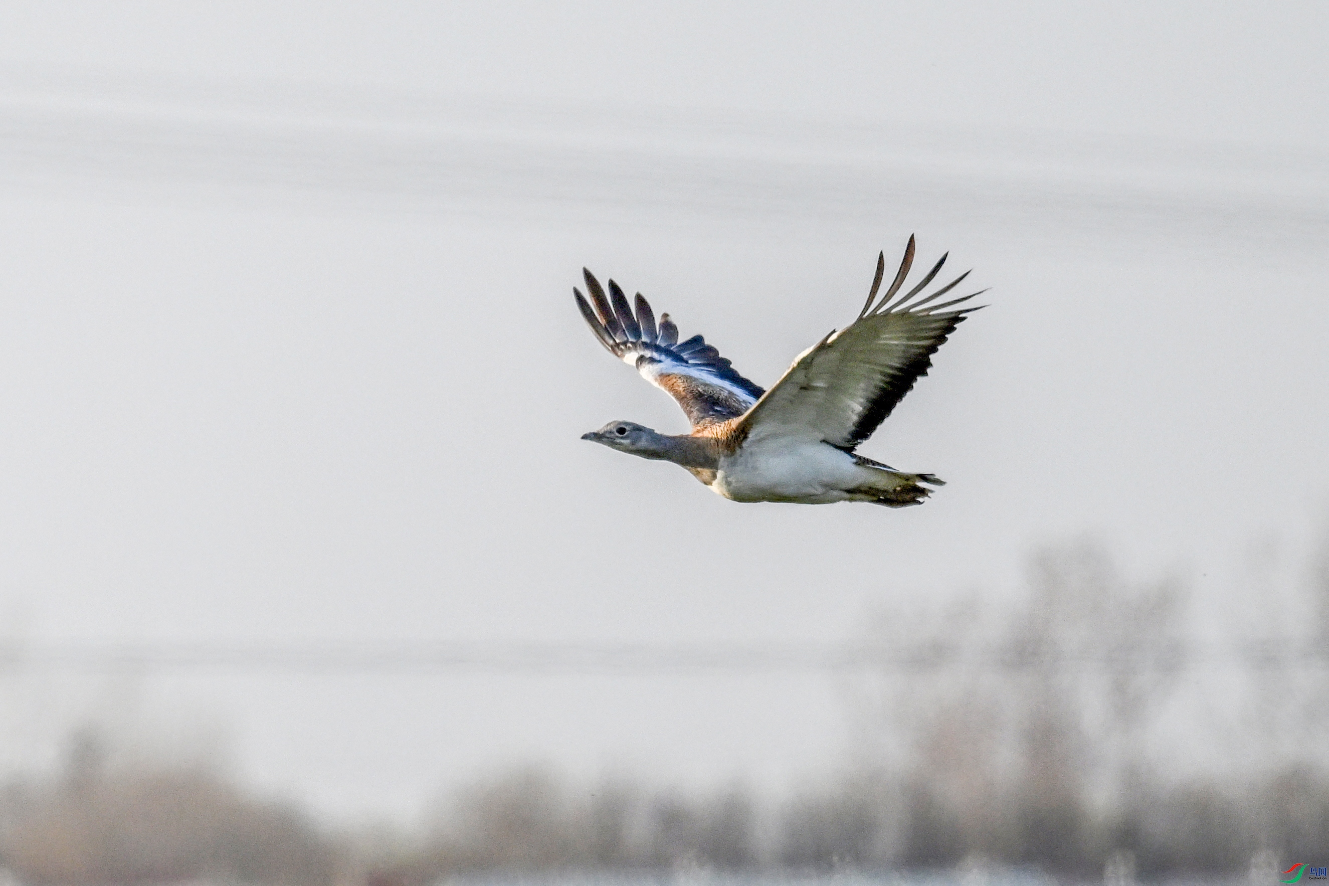 DSC_0533.JPG
