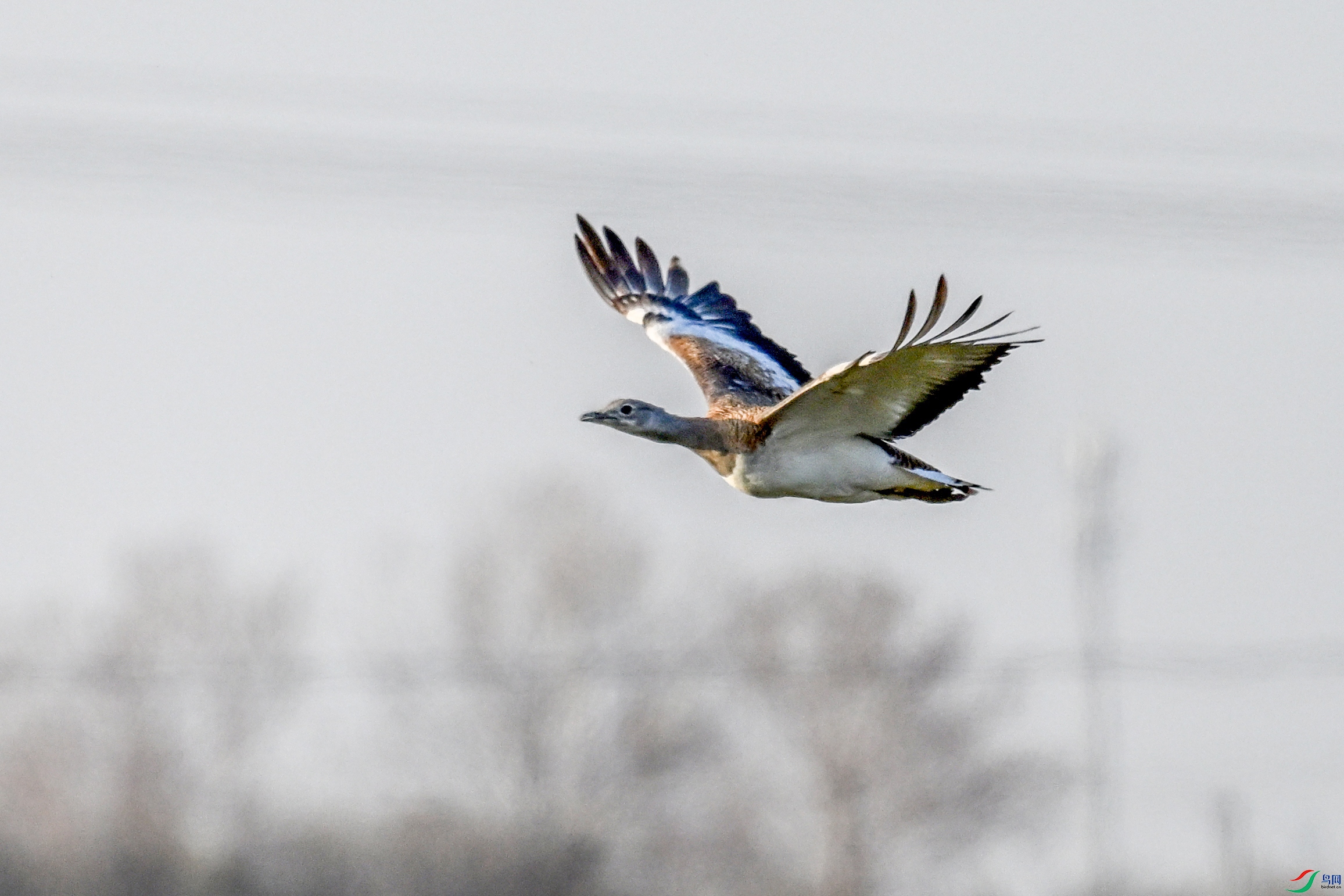 DSC_0528.JPG