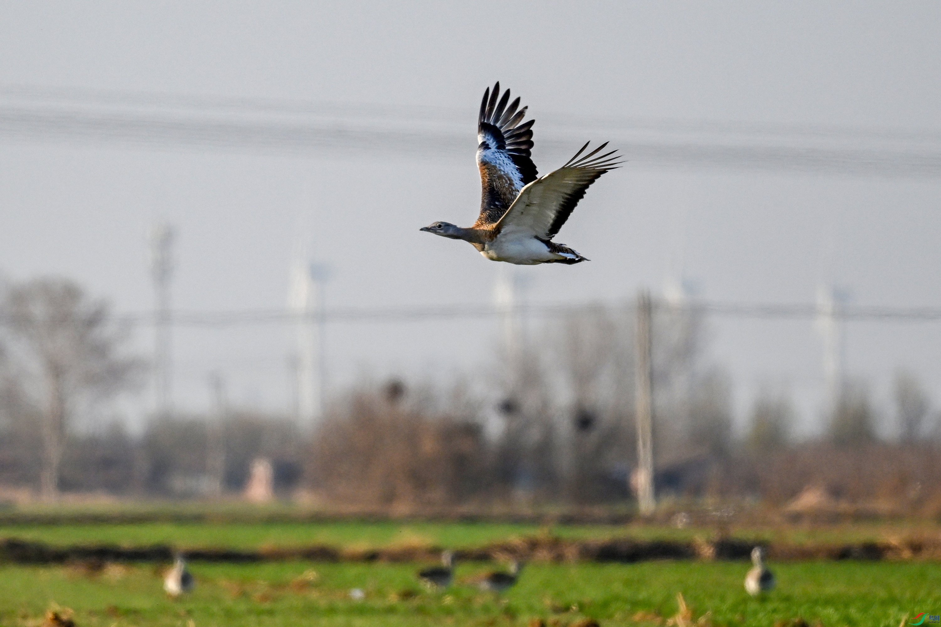 DSC_0522.JPG