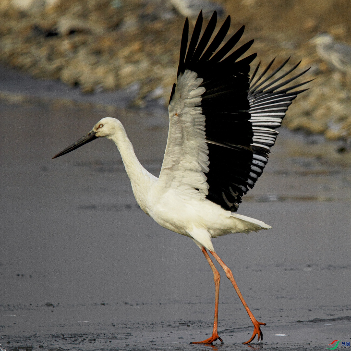 _MG_8950 ����.jpg