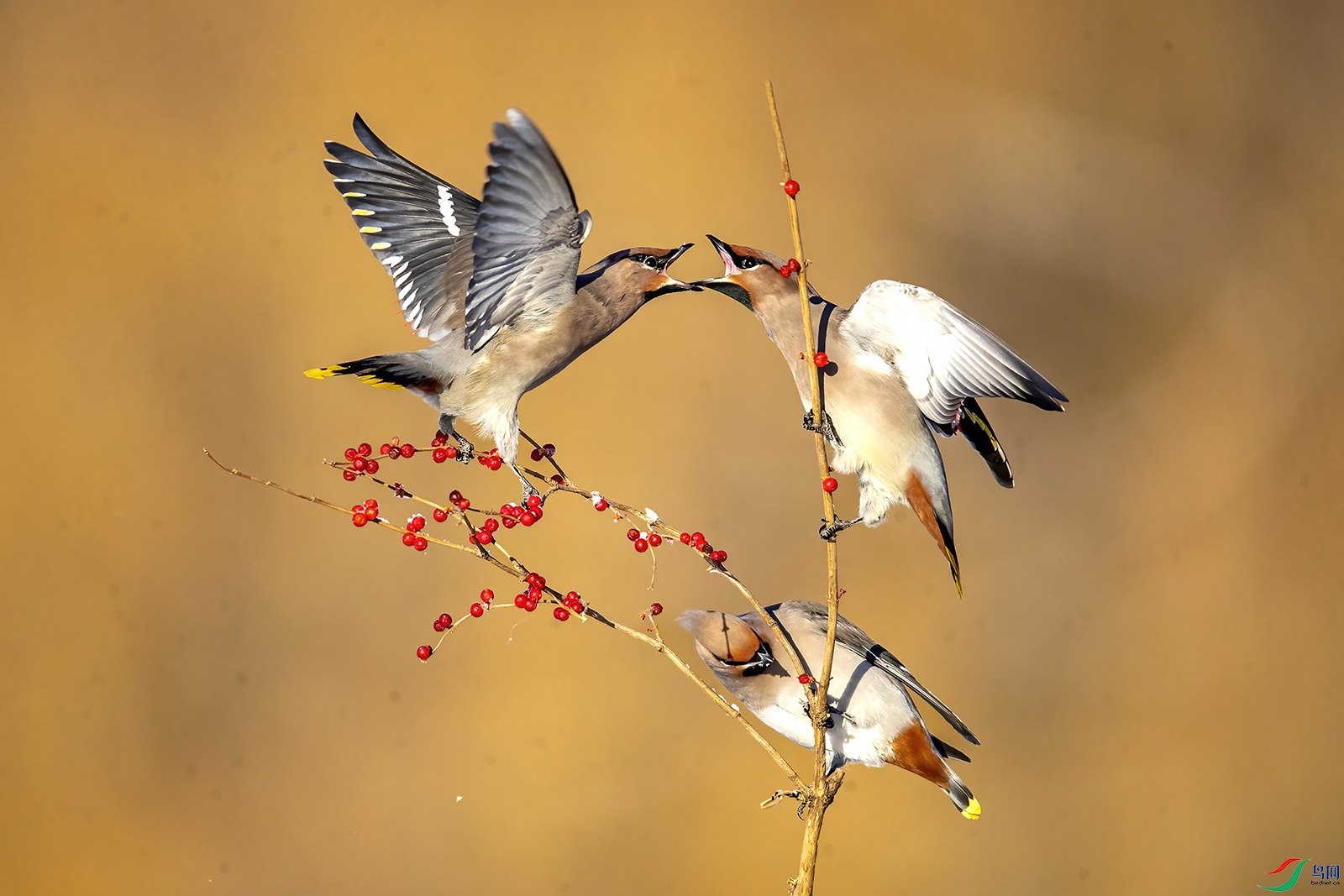 AW4I1891 ����.jpg