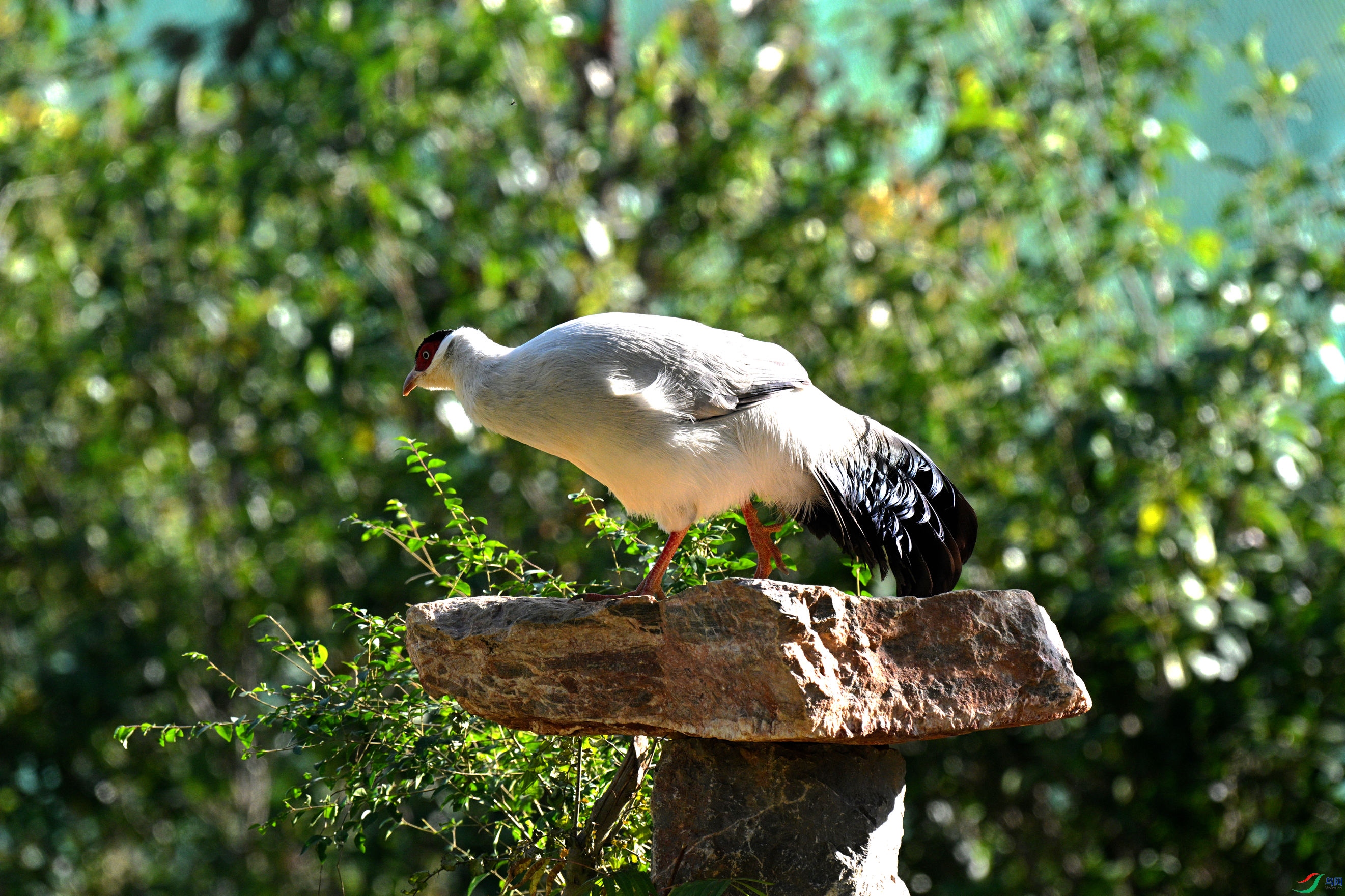 DSC_7680_����.jpg