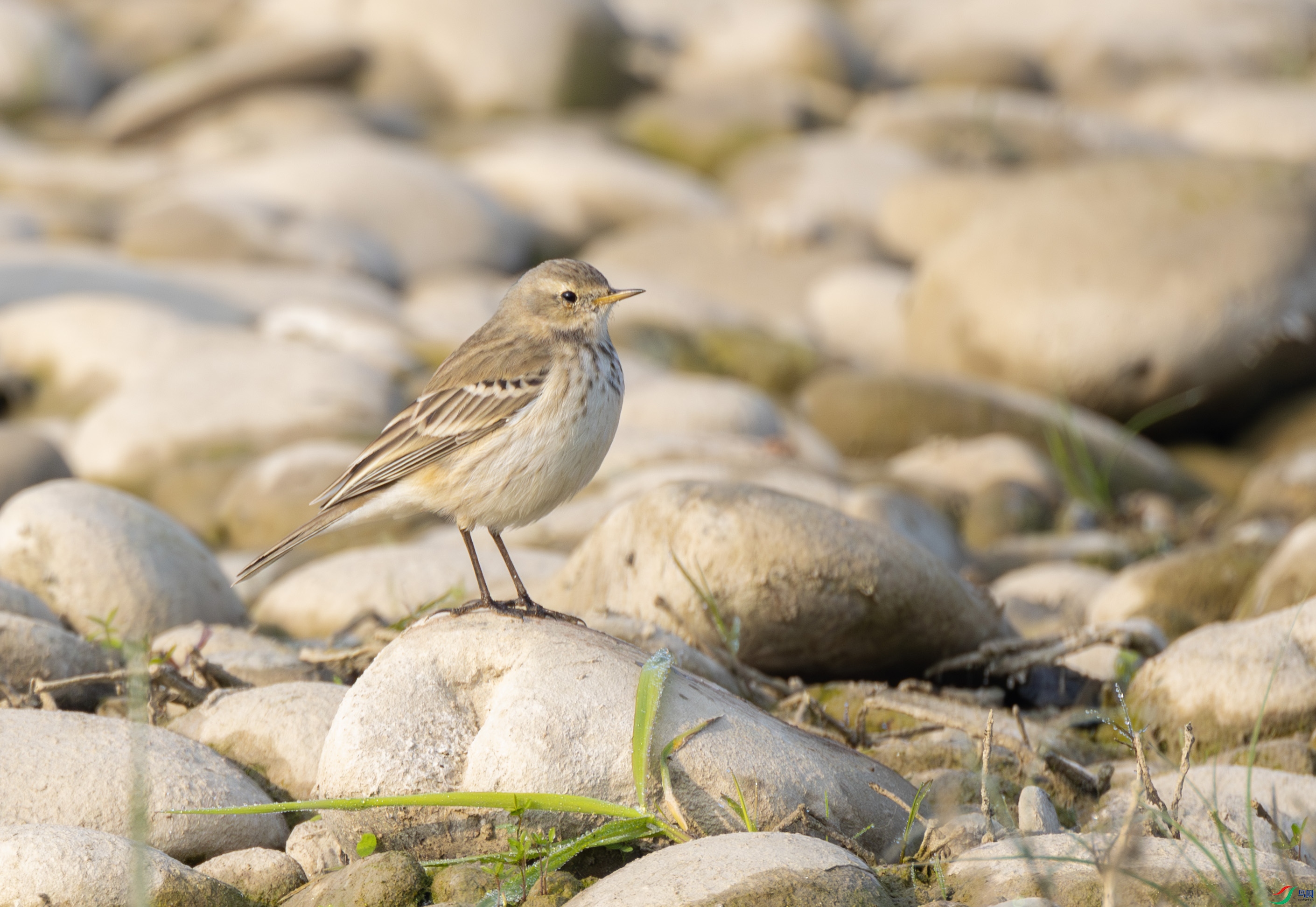 G47A0201-����ǿ-NR ����.jpg