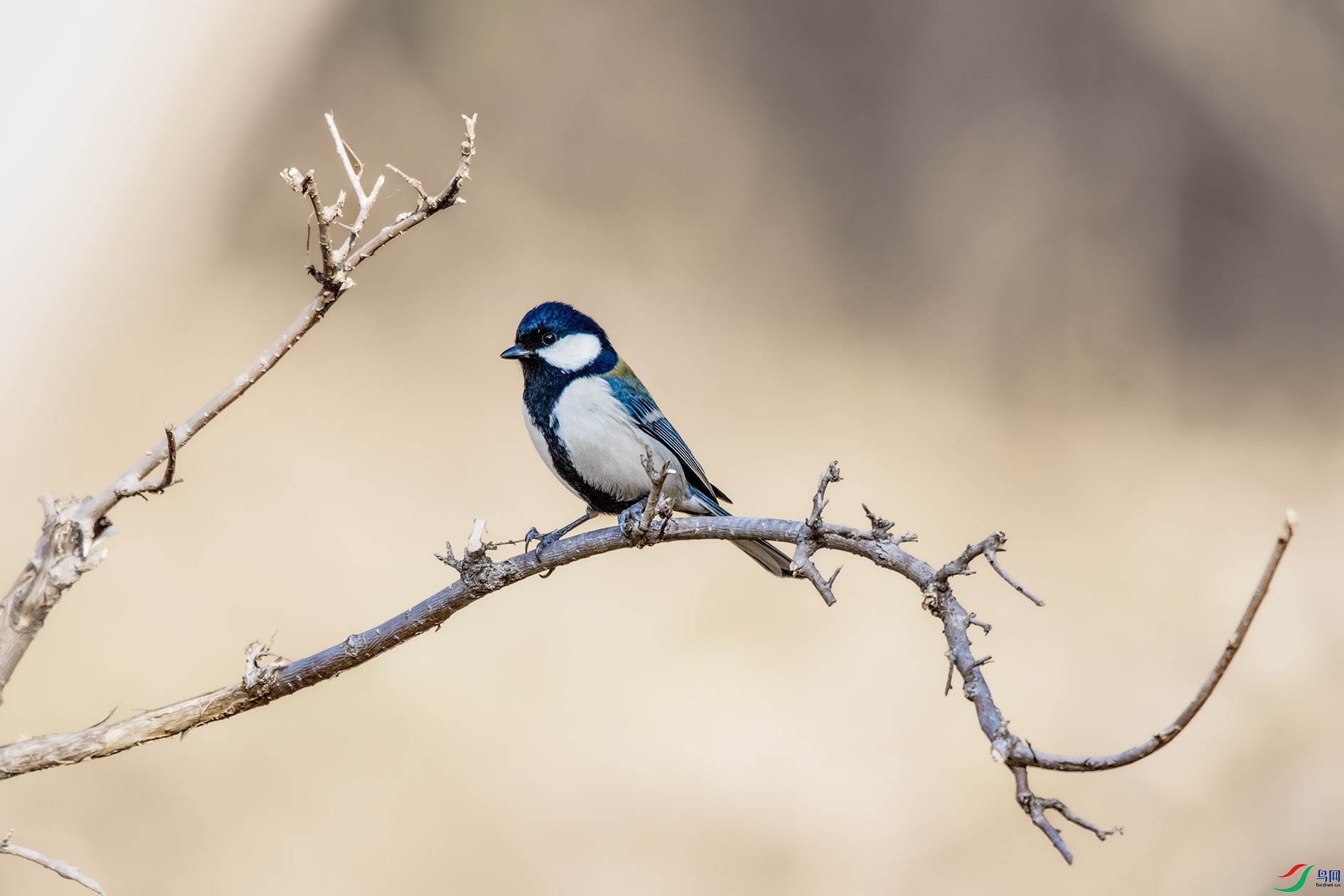 DSC_8723 ����.jpg