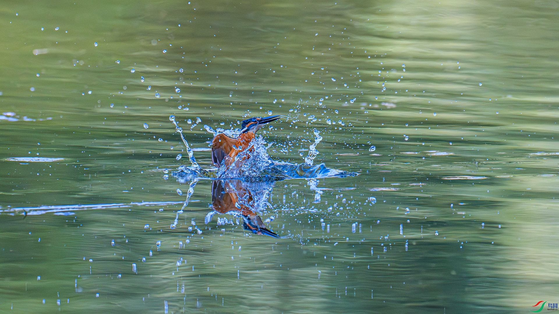 DSC_8843 ����_����.jpg