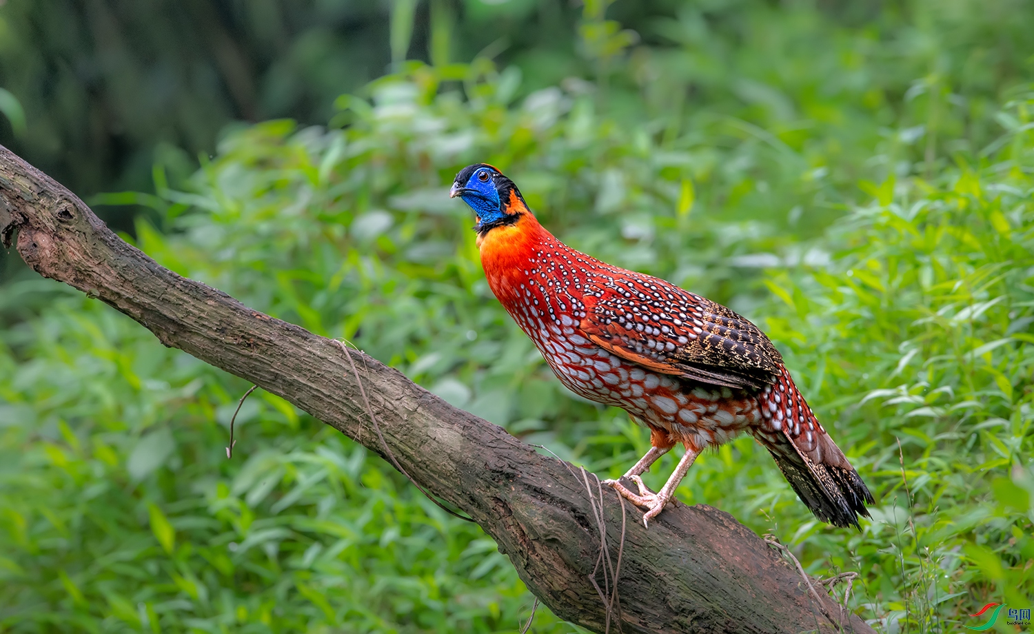 DSC_64151.jpg
