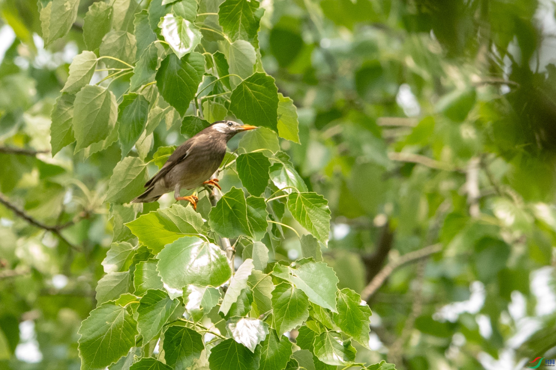 DSC_8705.jpg