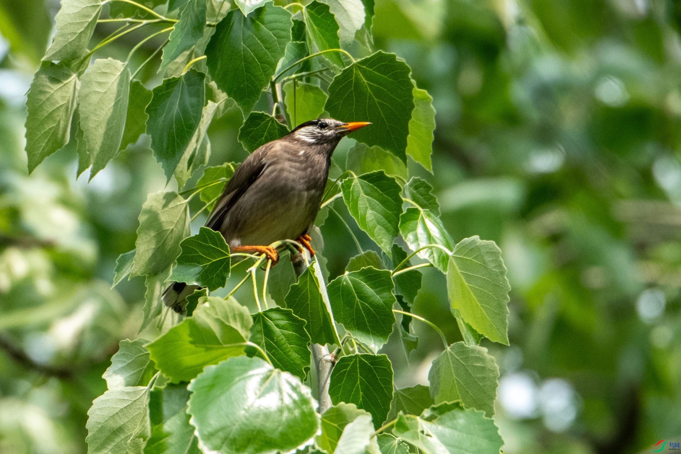 DSC_8743_1.jpg