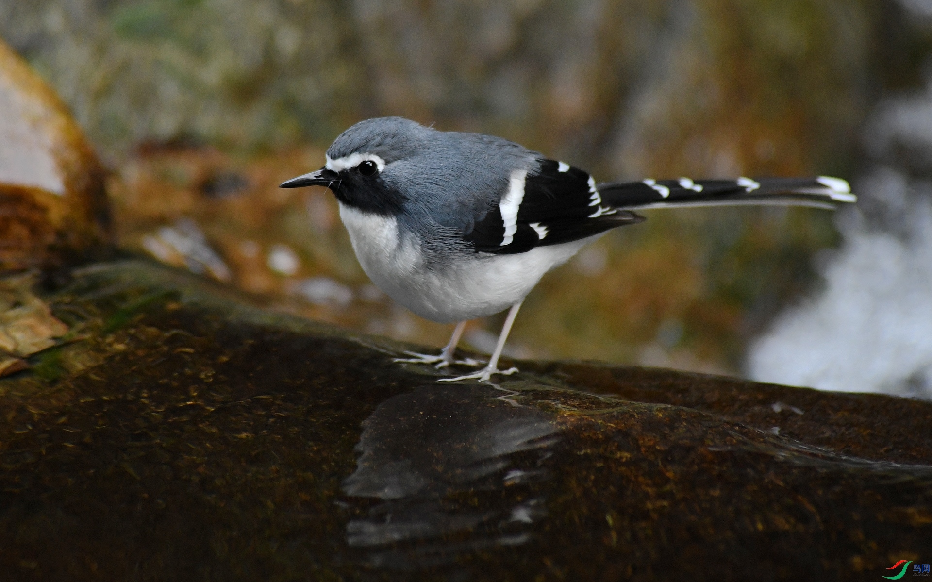 DSC_6296.jpg