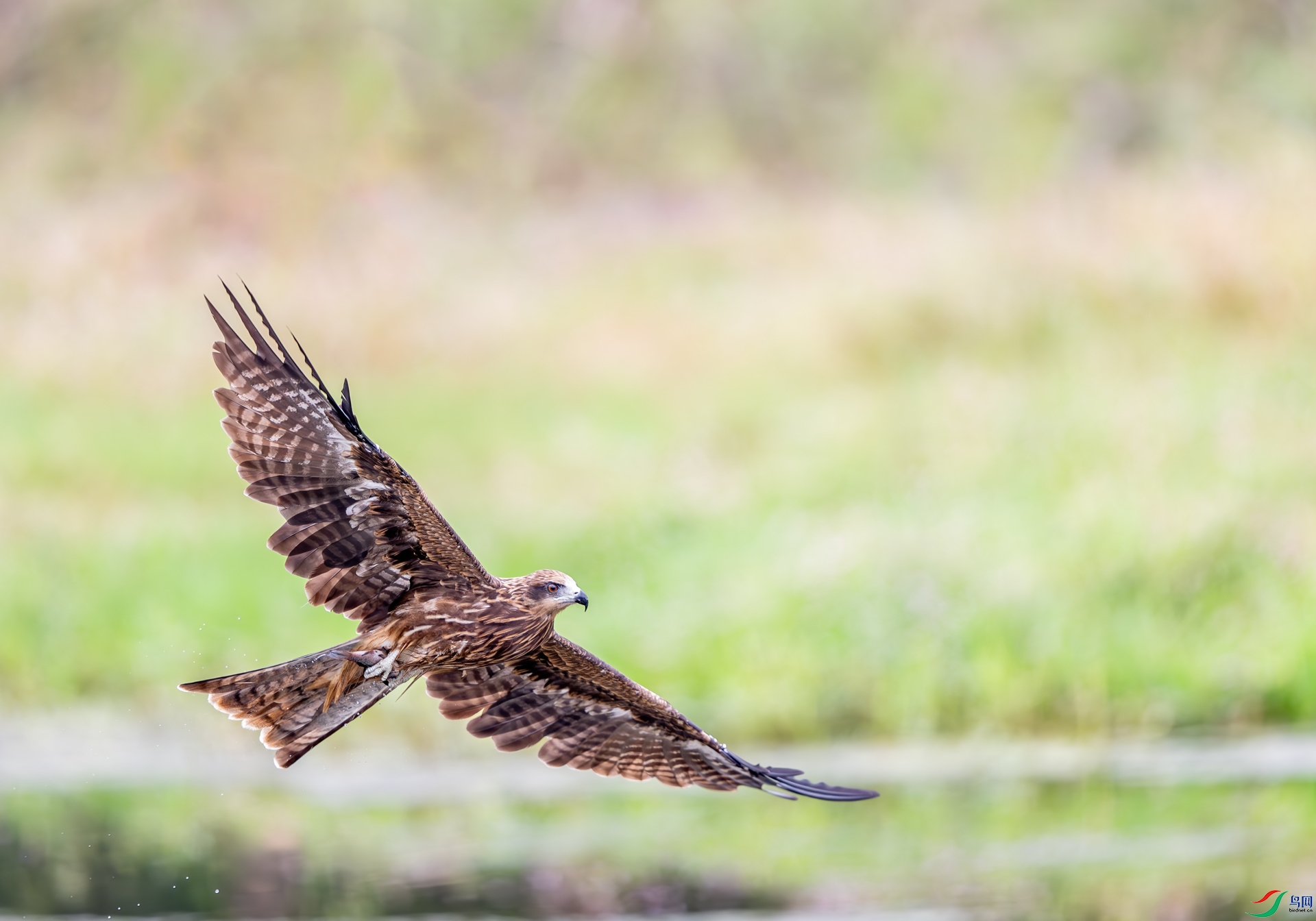 DSC_4307-1.jpg