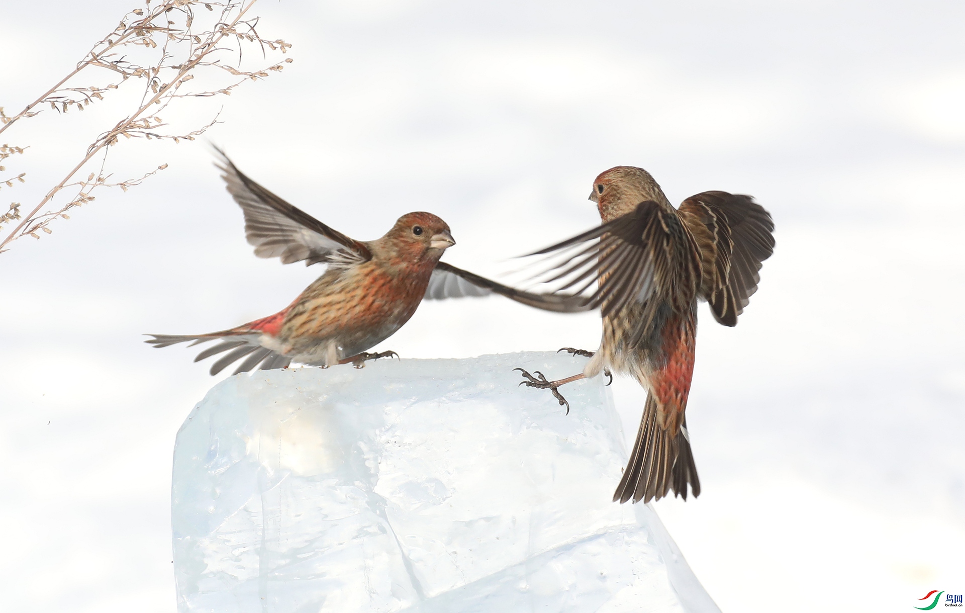 9G8A5900 ����.jpg