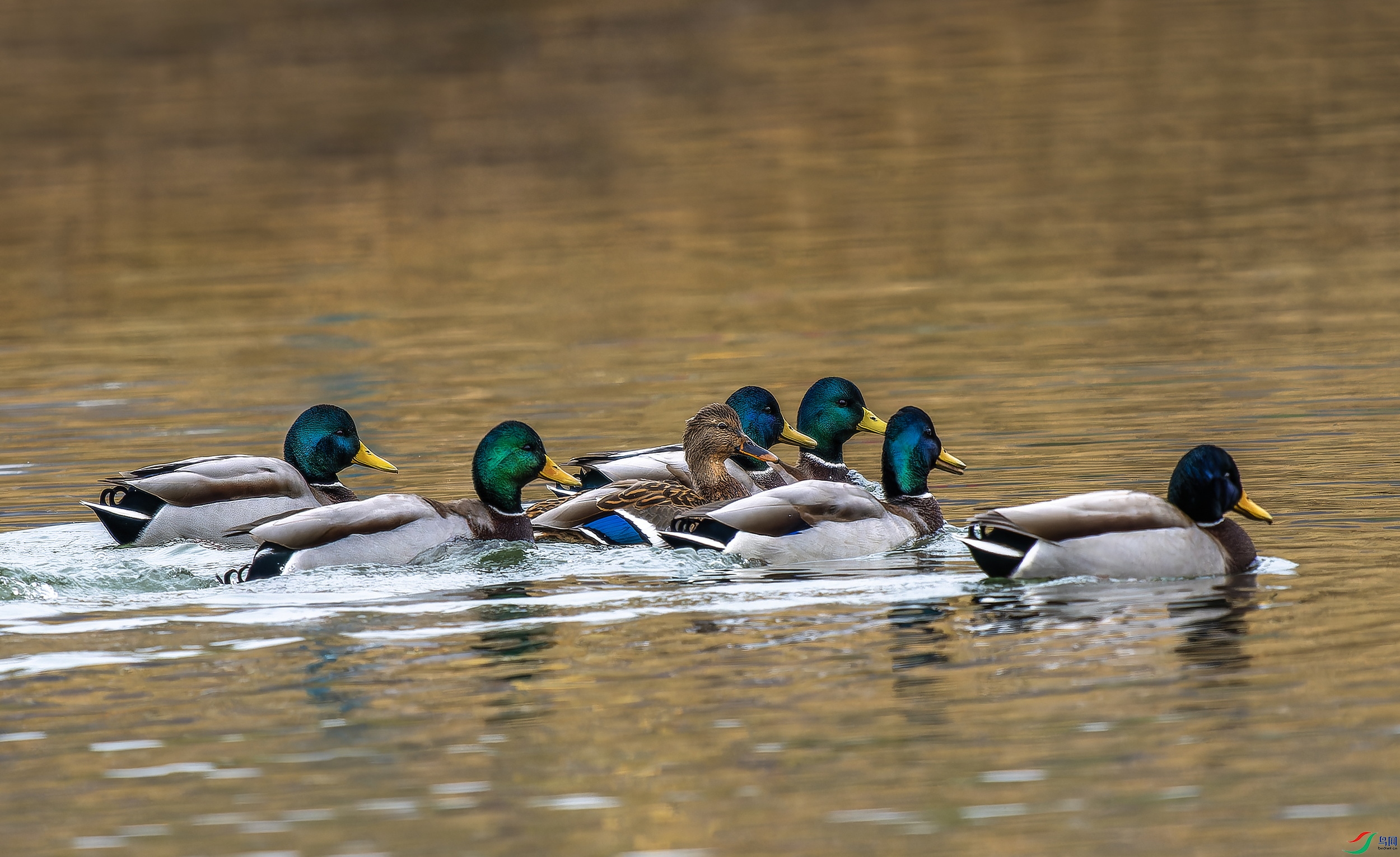 ����� (1)-01.jpg