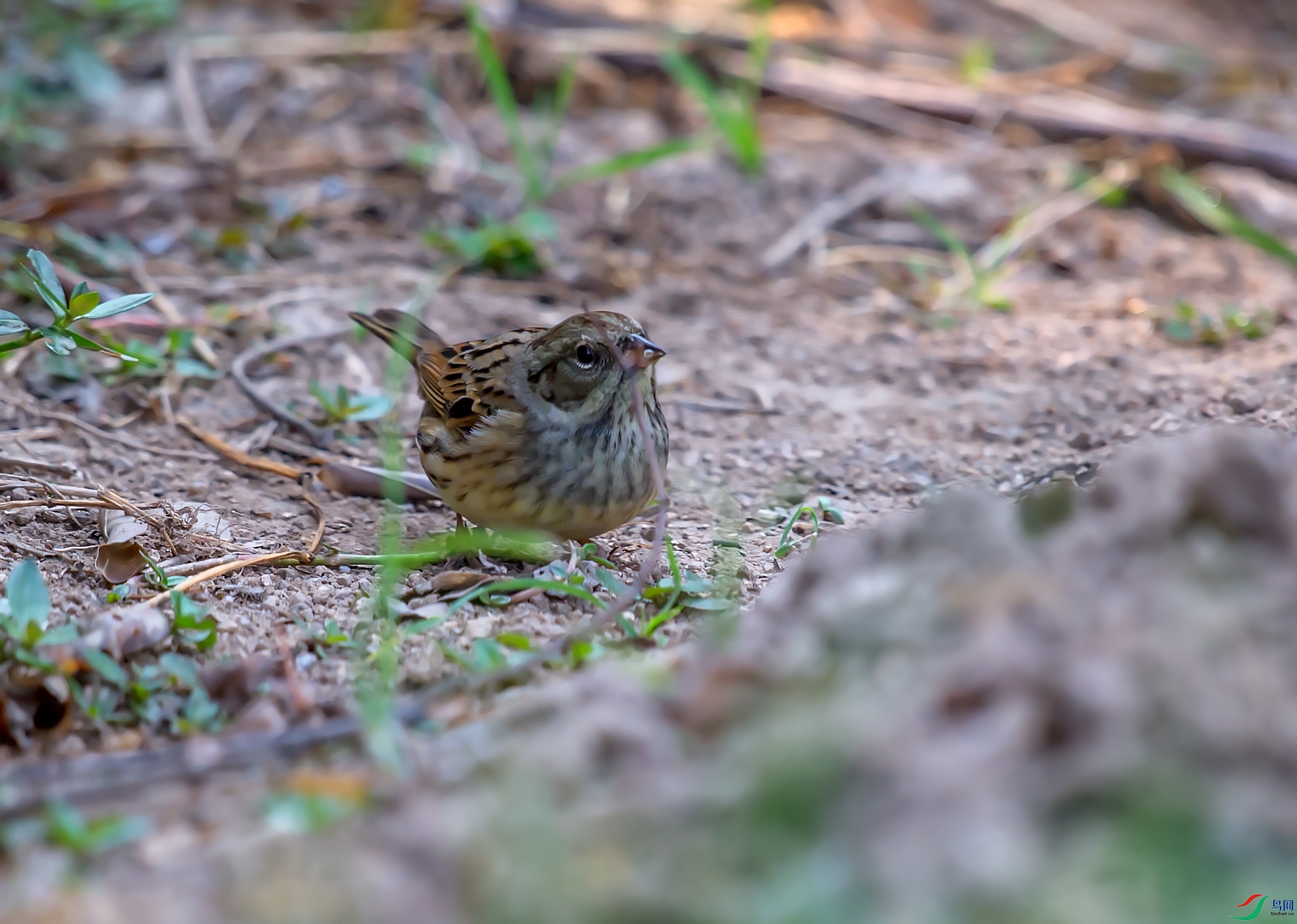_DSC7976.jpg