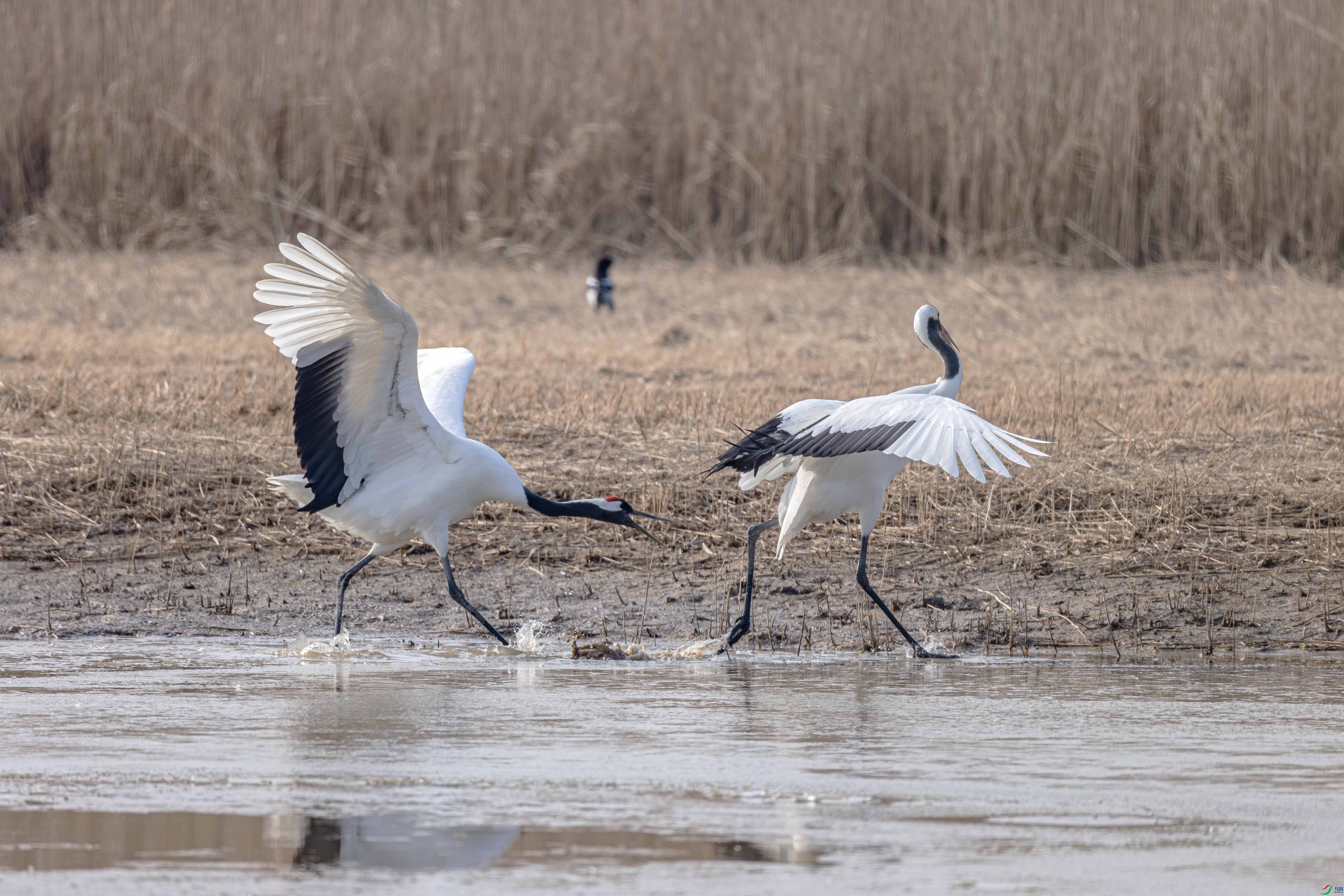 A46I0748-����ǿ-NR ����.jpg