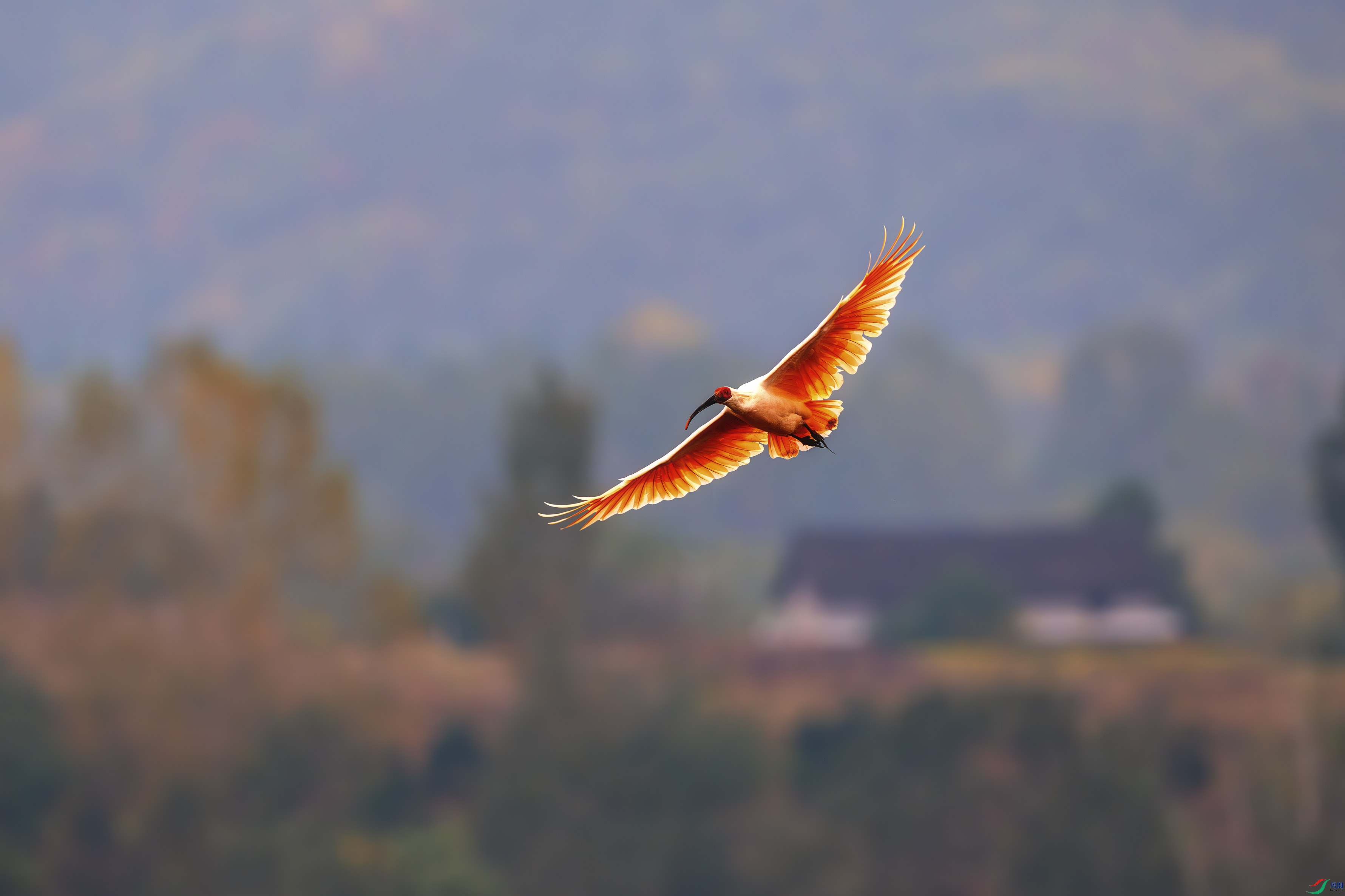 _DSC2410-����ǿ-NR ����.jpg