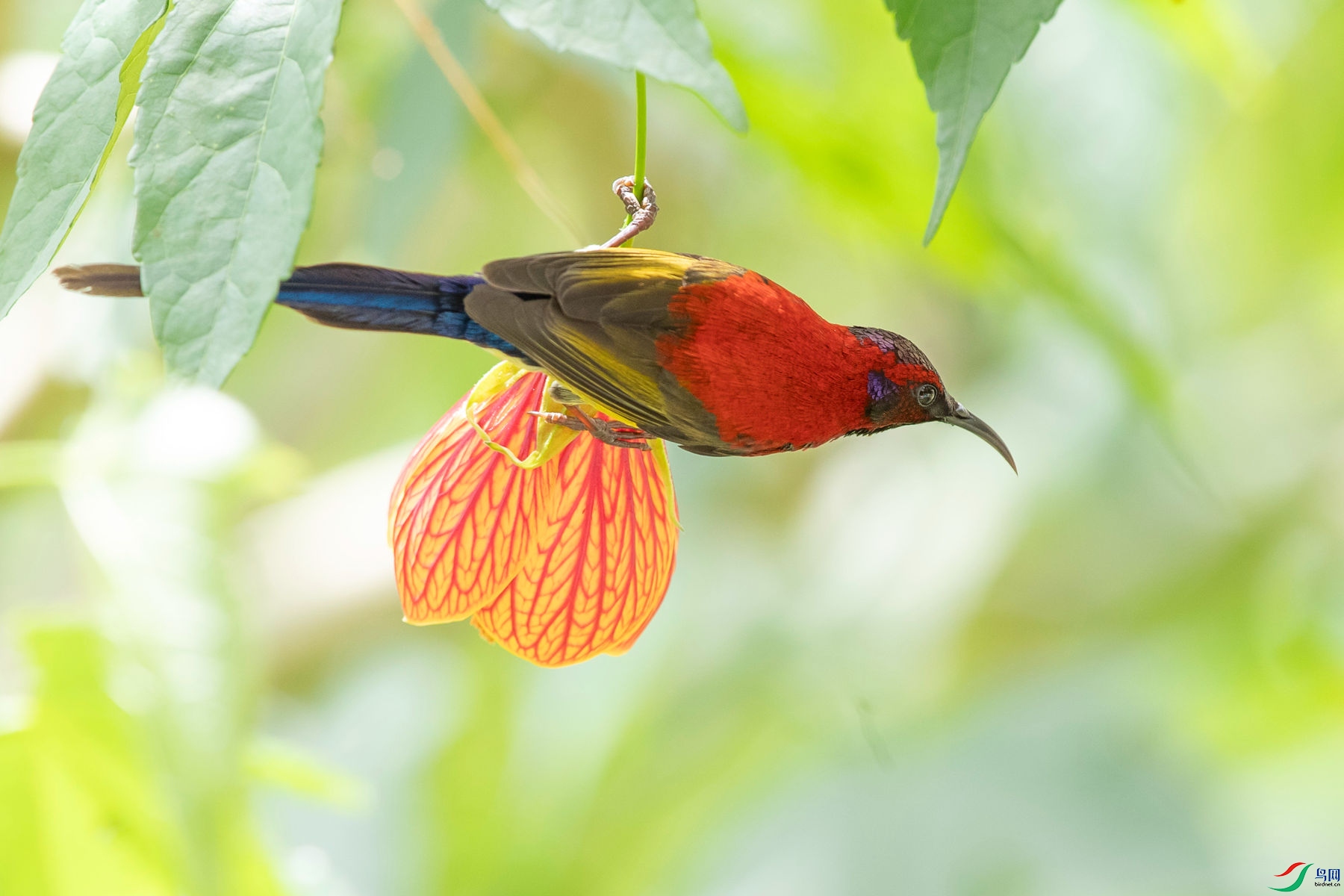 ����̫����