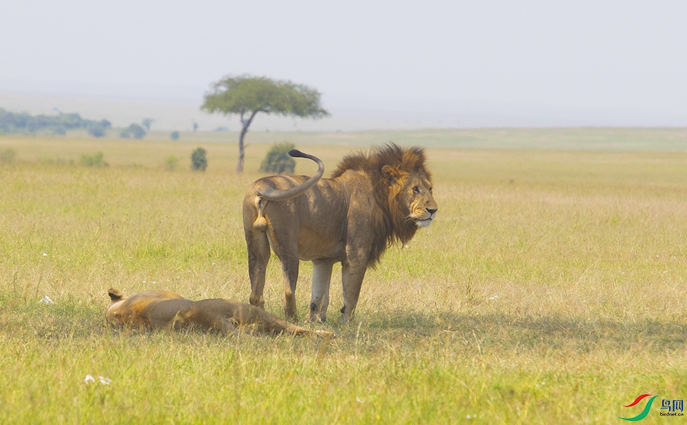 ���ޡ���ʨ ��.jpg