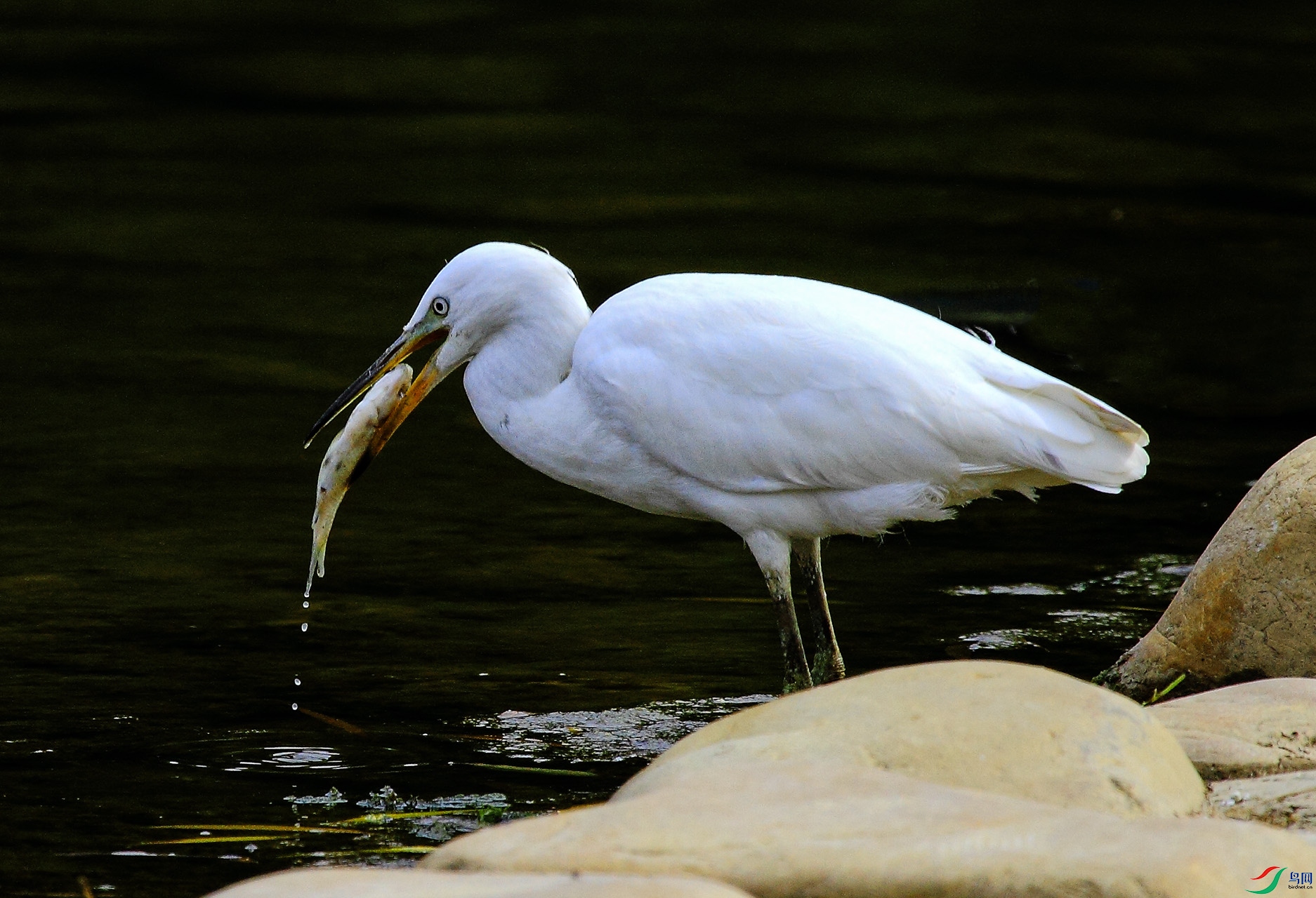 _MG_1759 ����.jpg