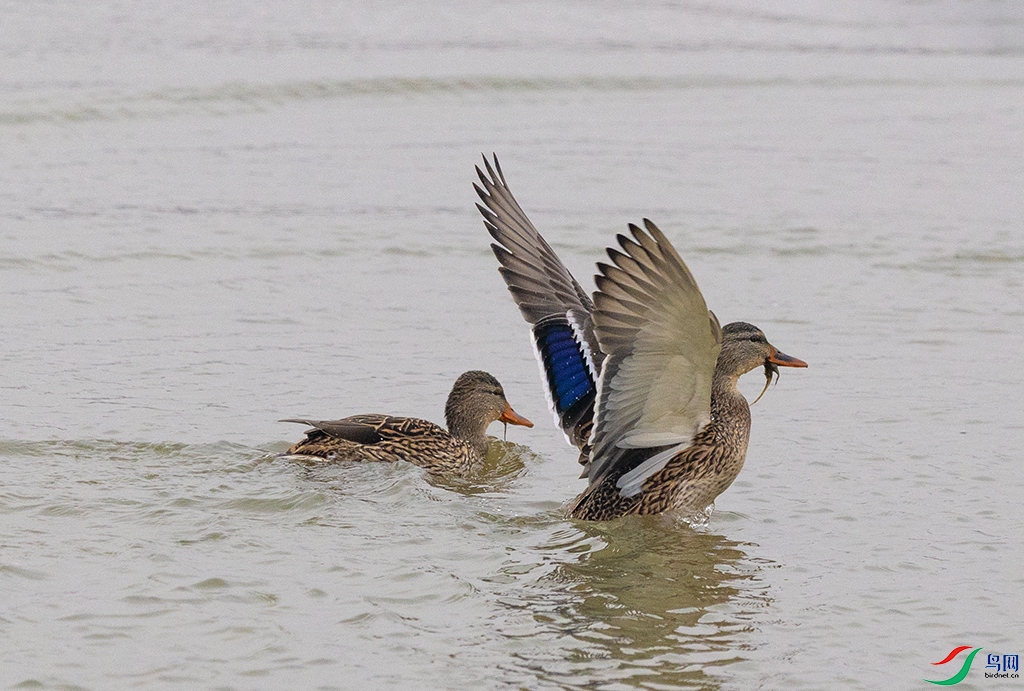 558A5129 ����.jpg