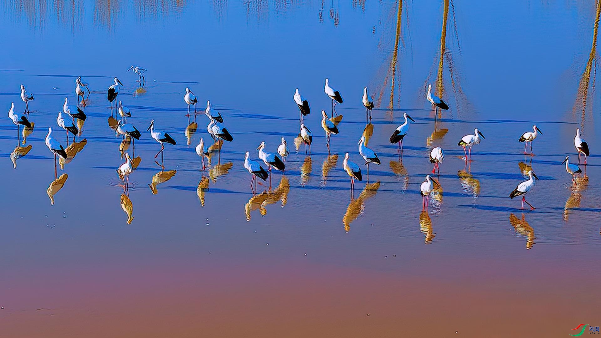 �ƺ�̲�Ķ�������ʢ��