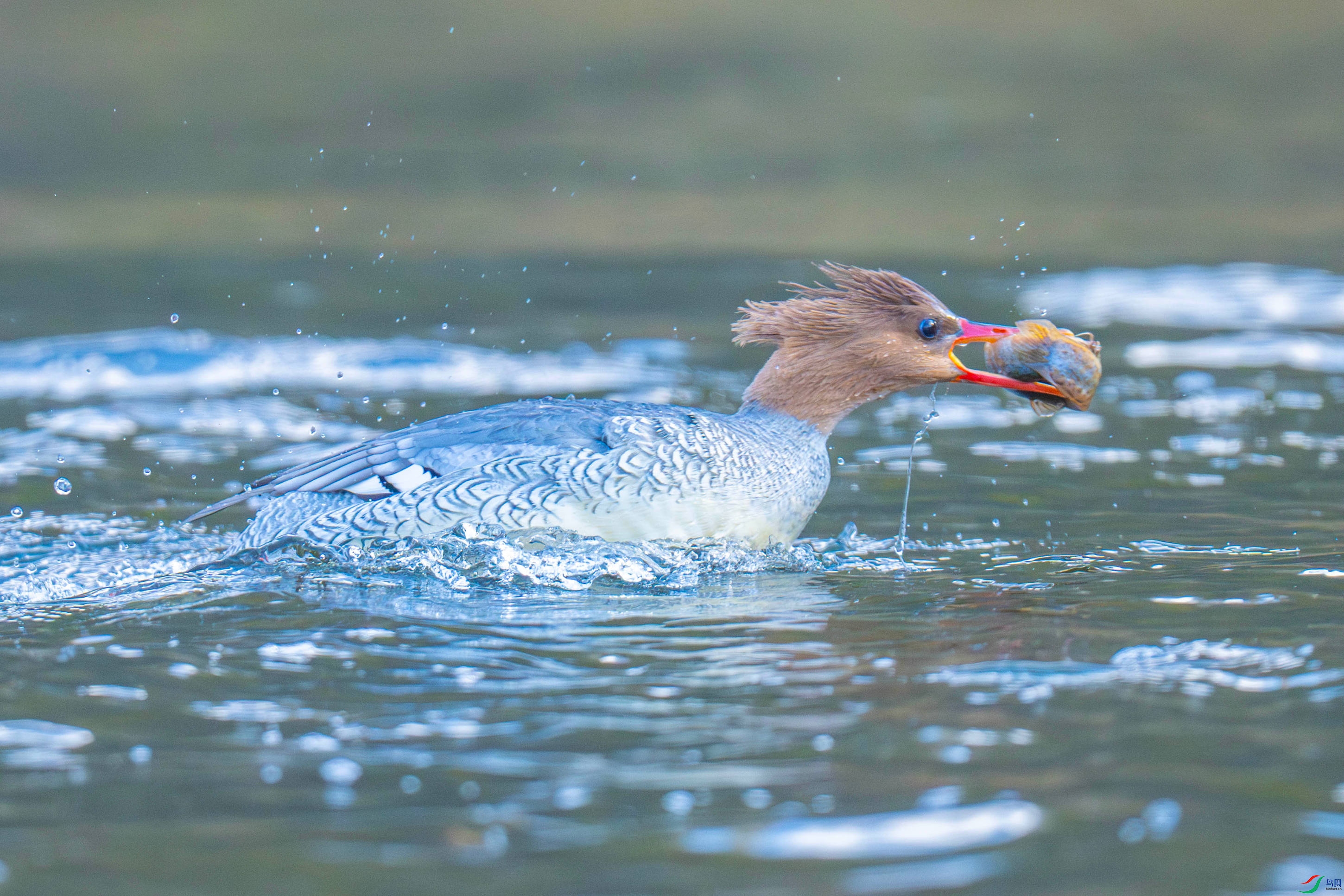 �л���ɳѼ (6).jpg