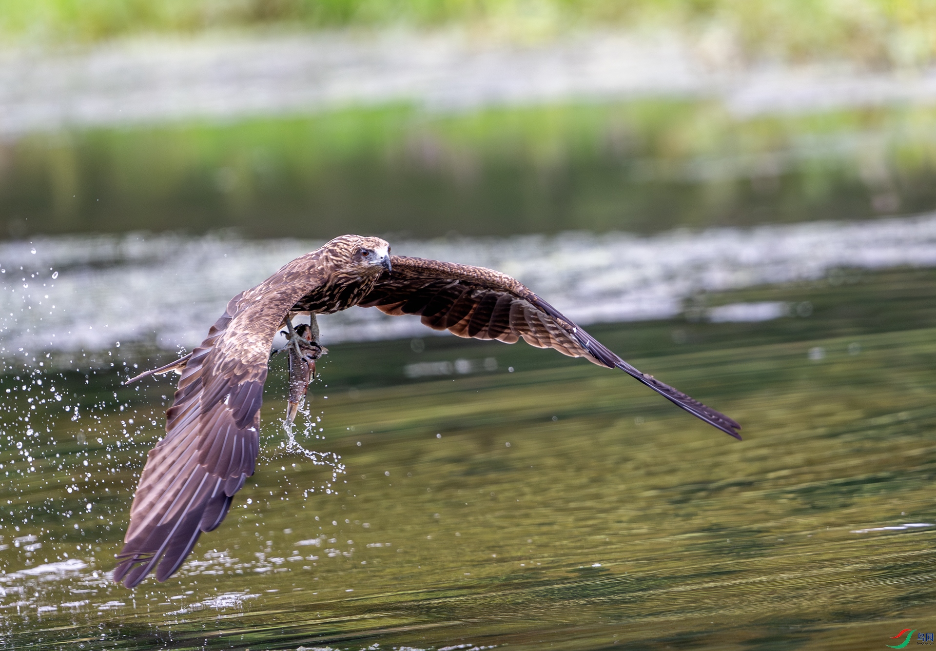 DSC_3652-1.jpg