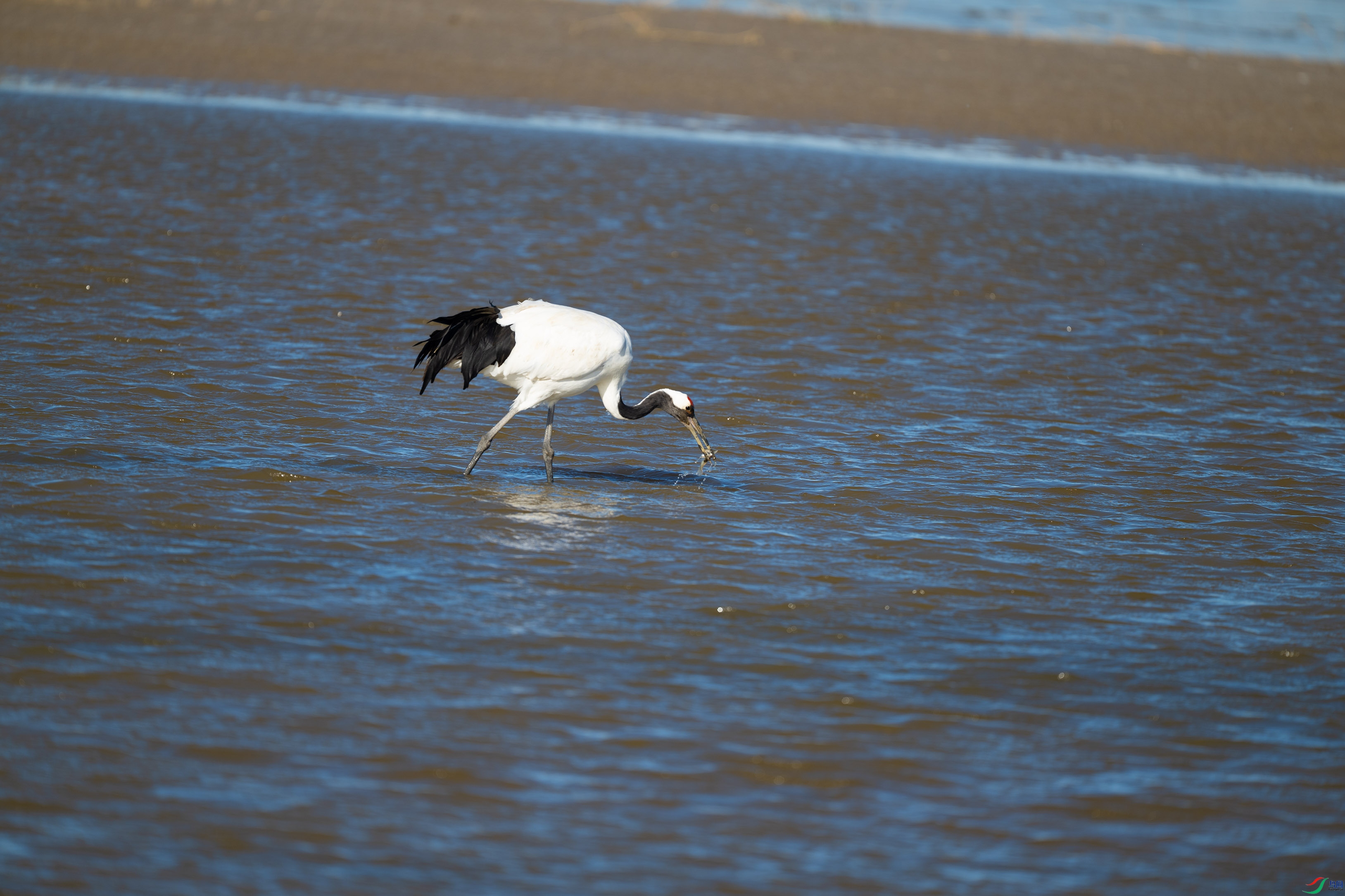 DSC_0351.jpg