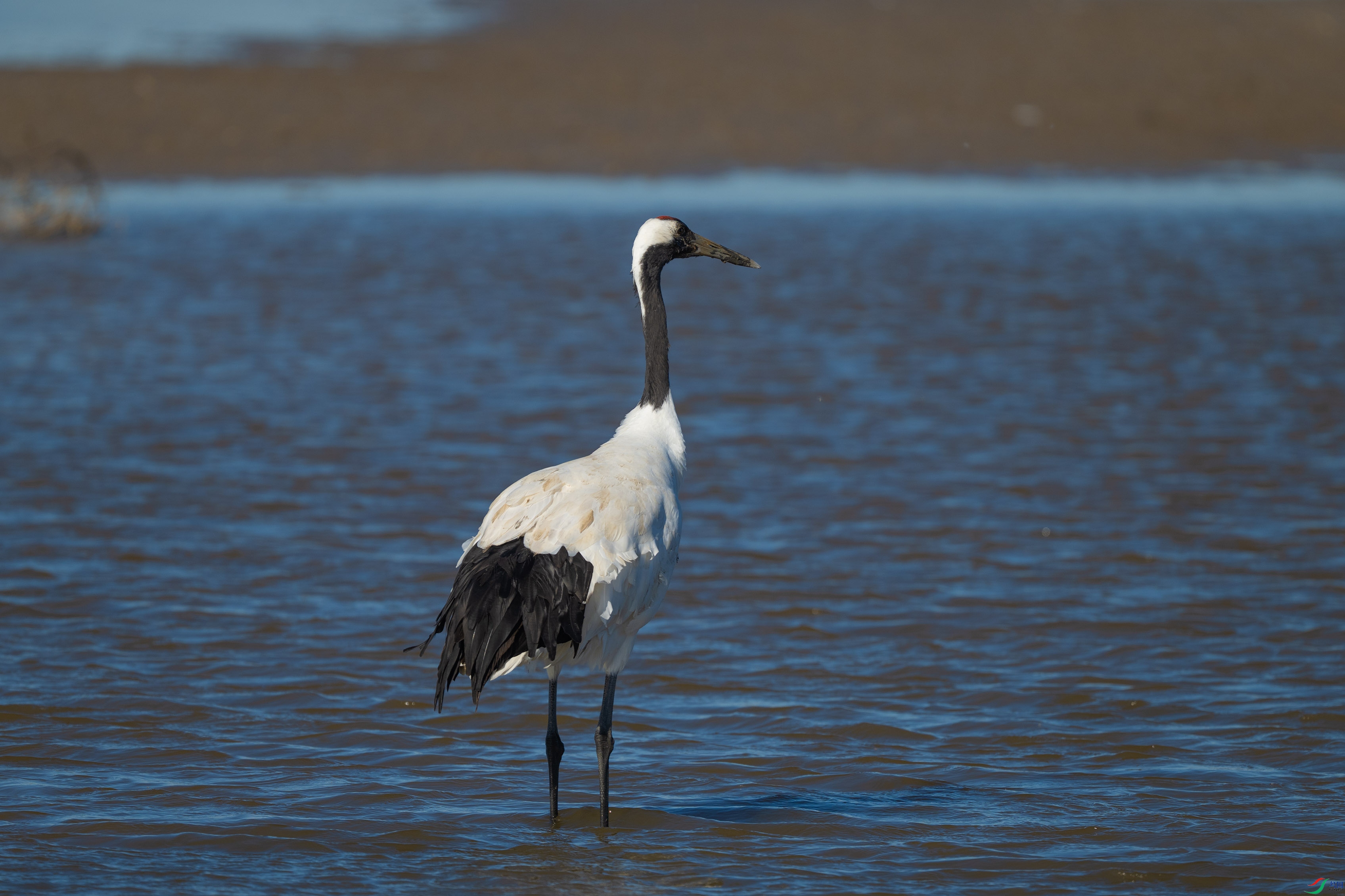 DSC_0382.jpg