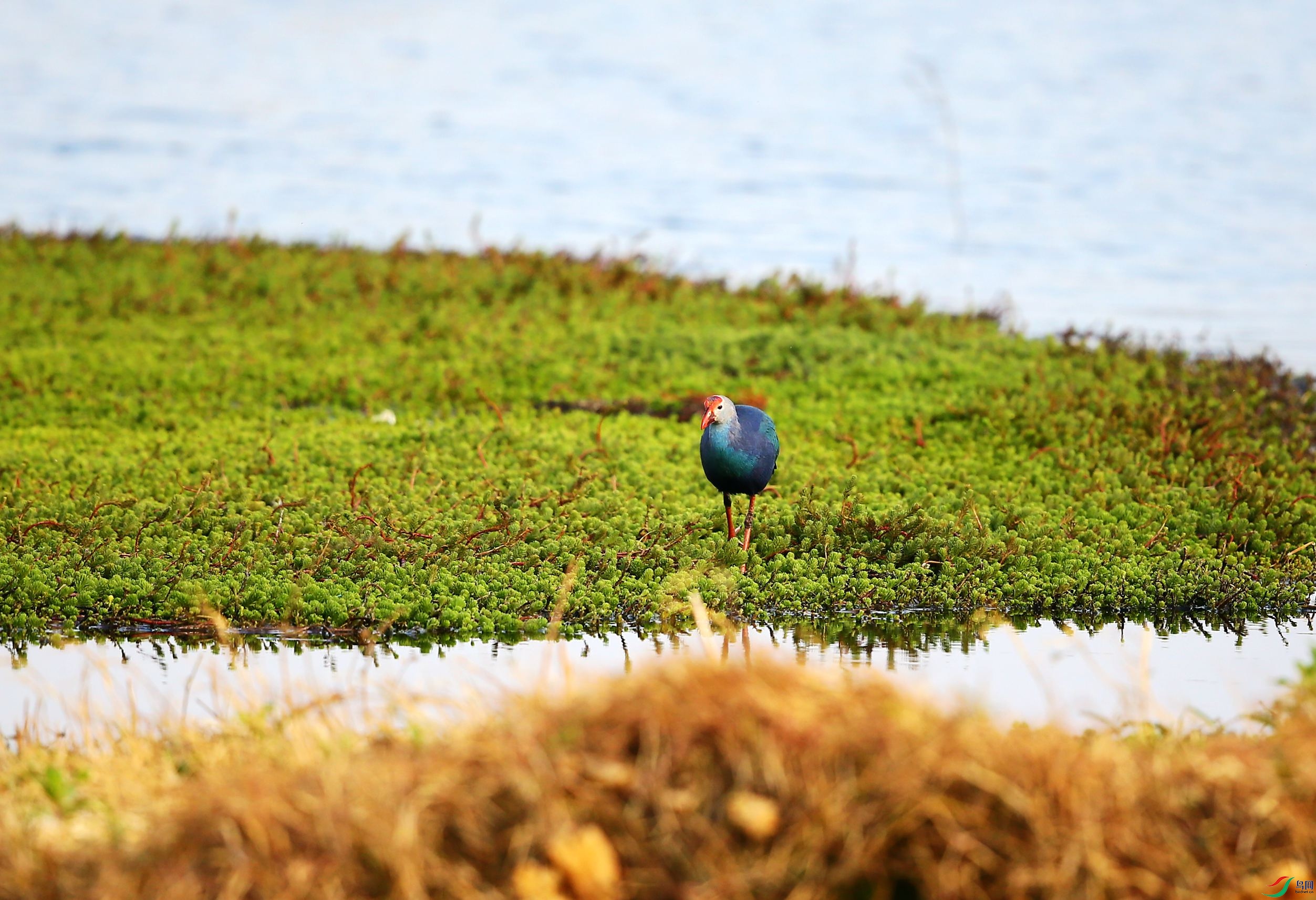 ��ˮ�� (12).JPG