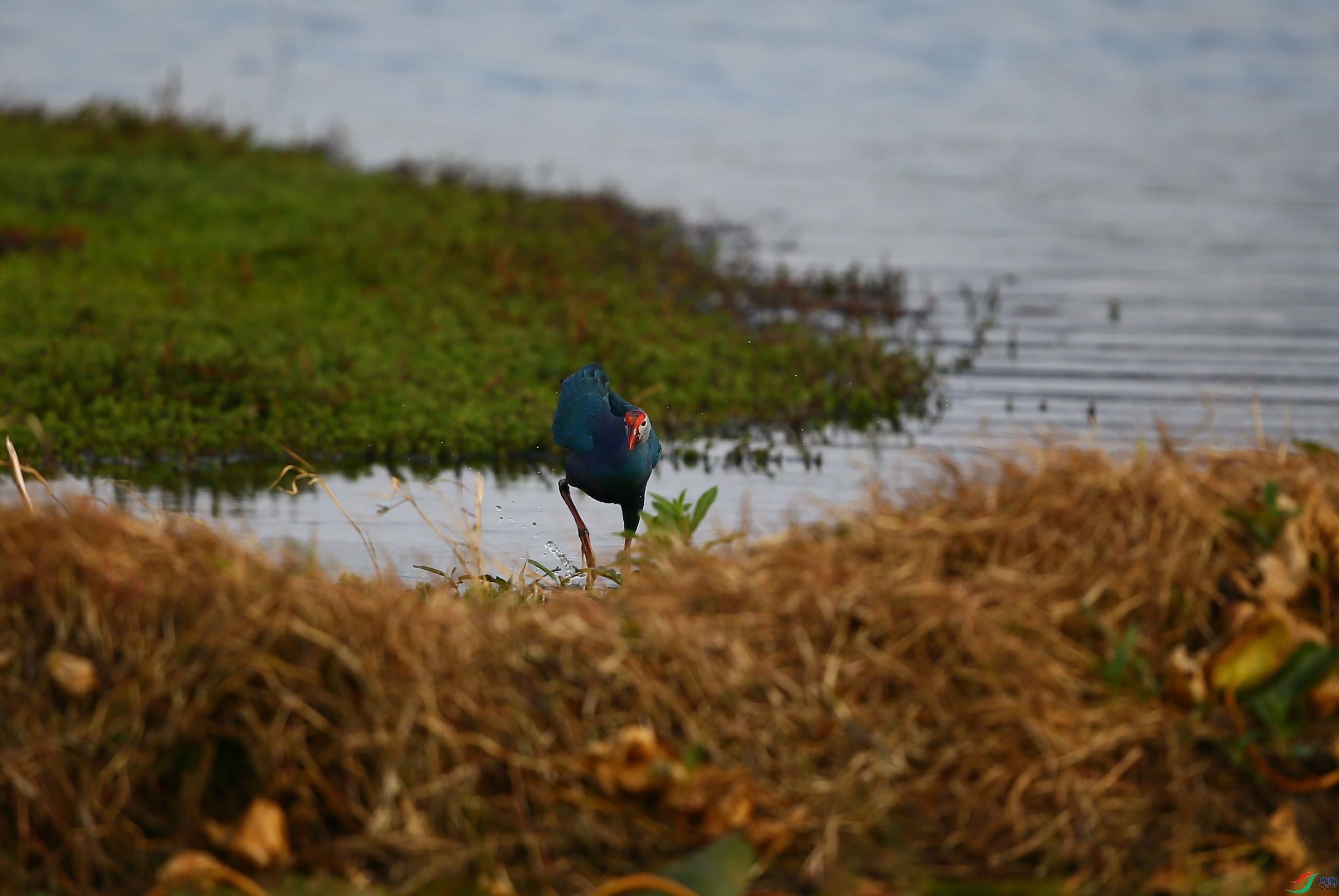 ��ˮ�� (21).JPG