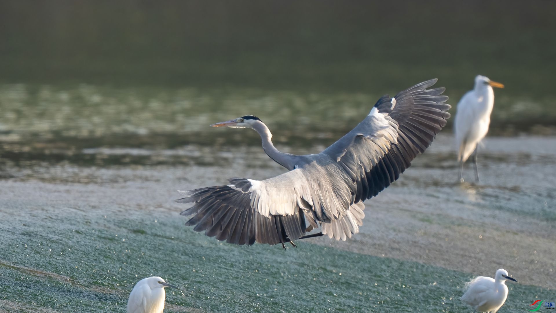 DSC06288 ����.jpg