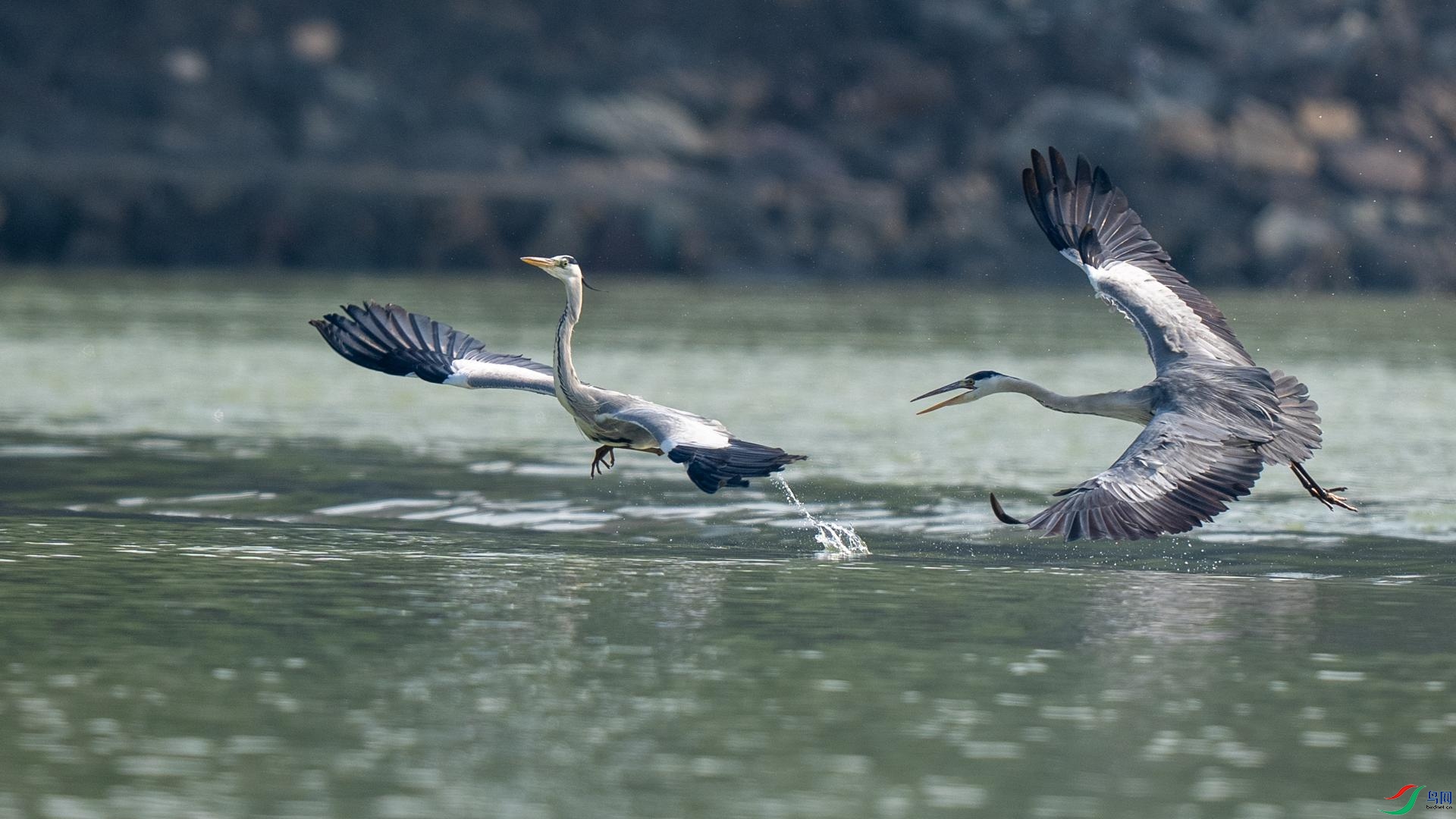 DSC07303 ����.jpg