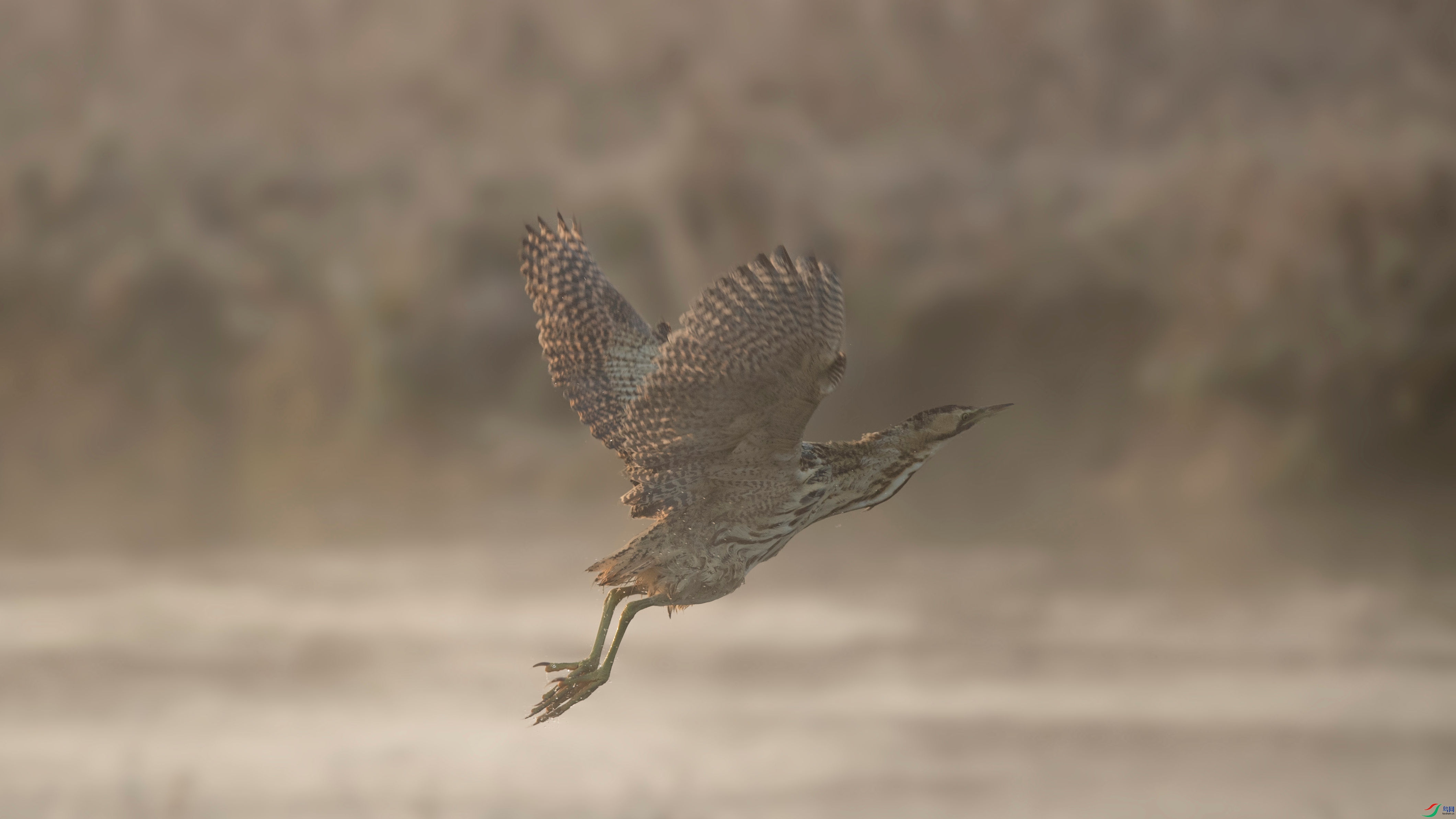 DSC_6796_����.jpg