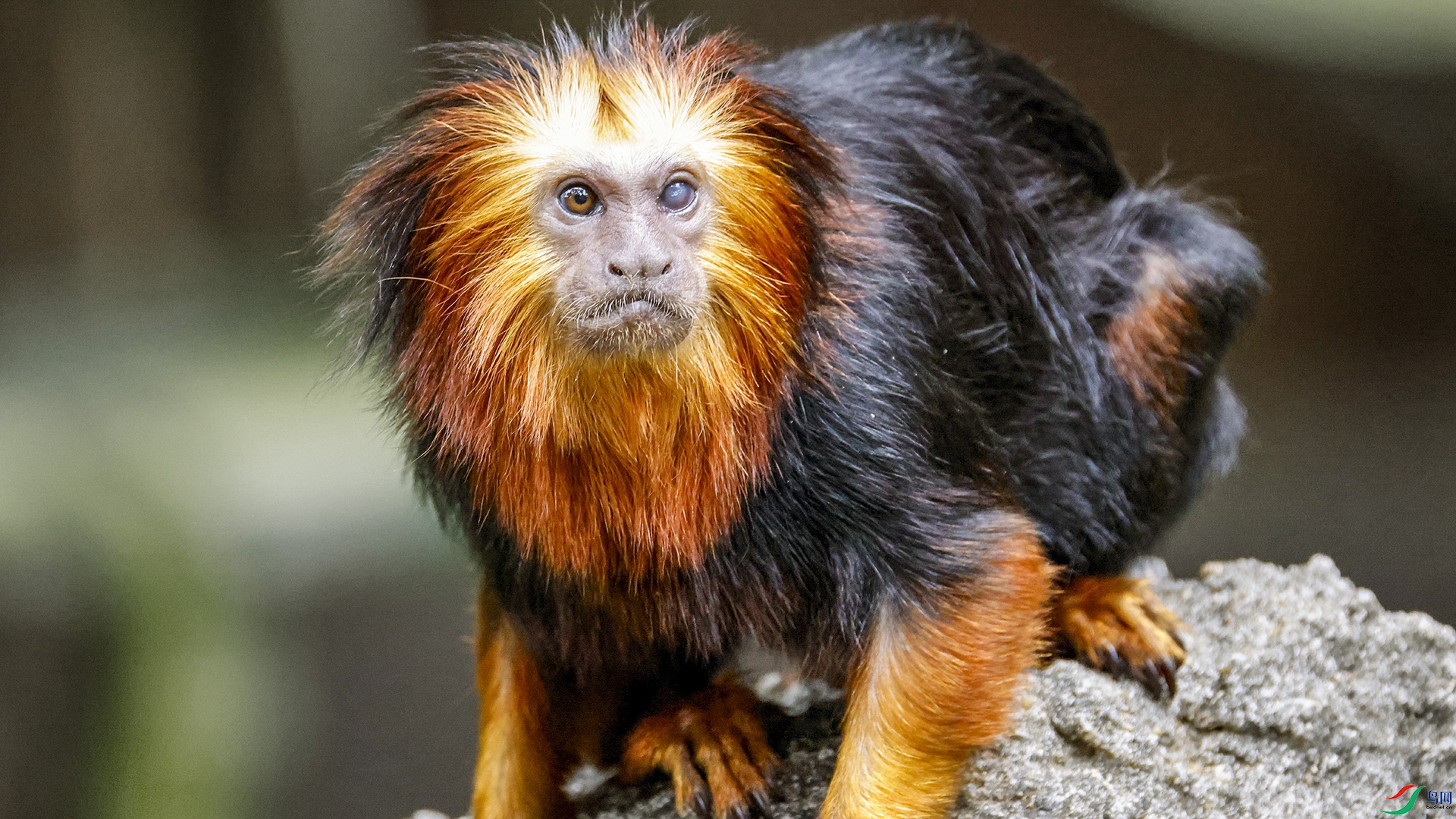 ʨ����������  .jpg