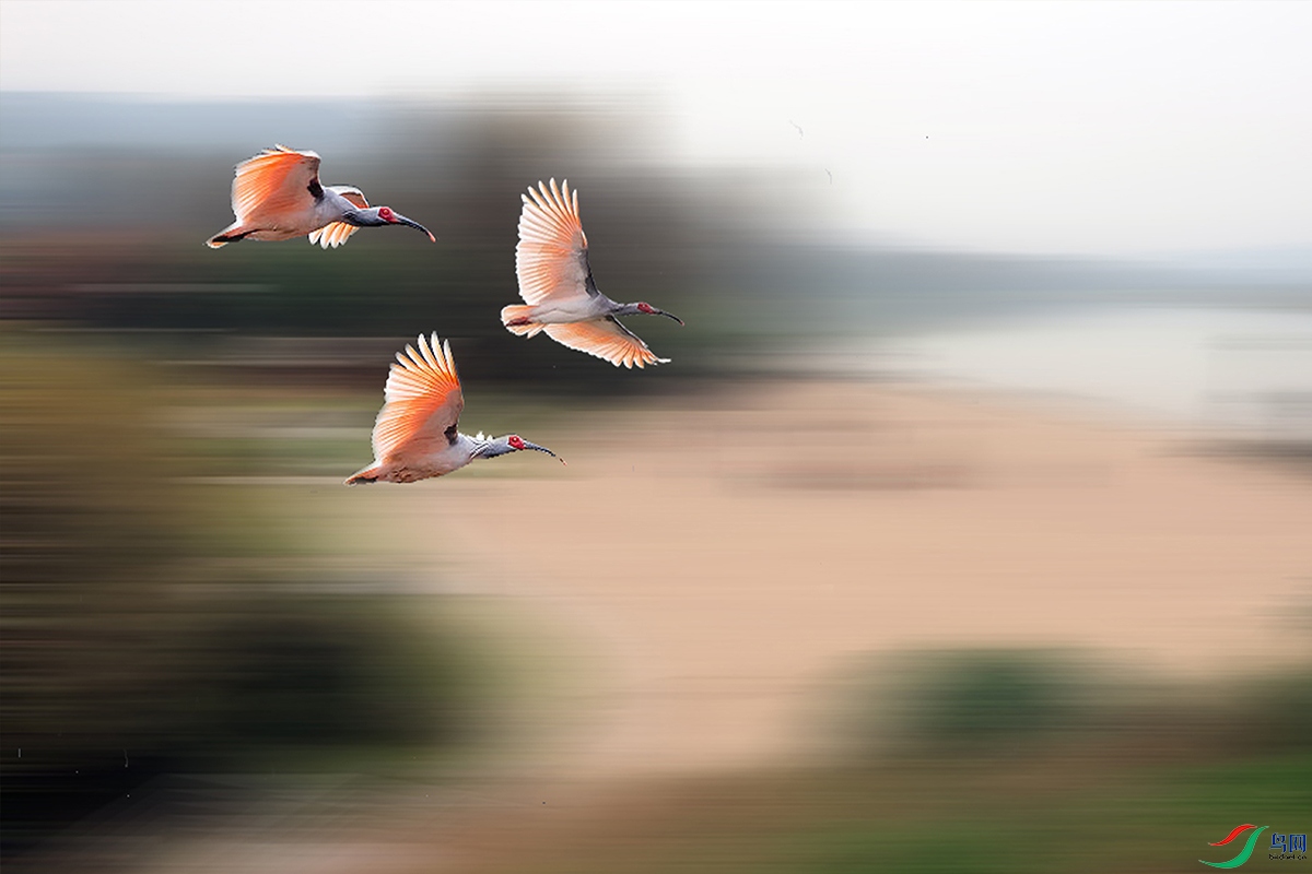 ��Ƭ 044��ѹ����.jpg