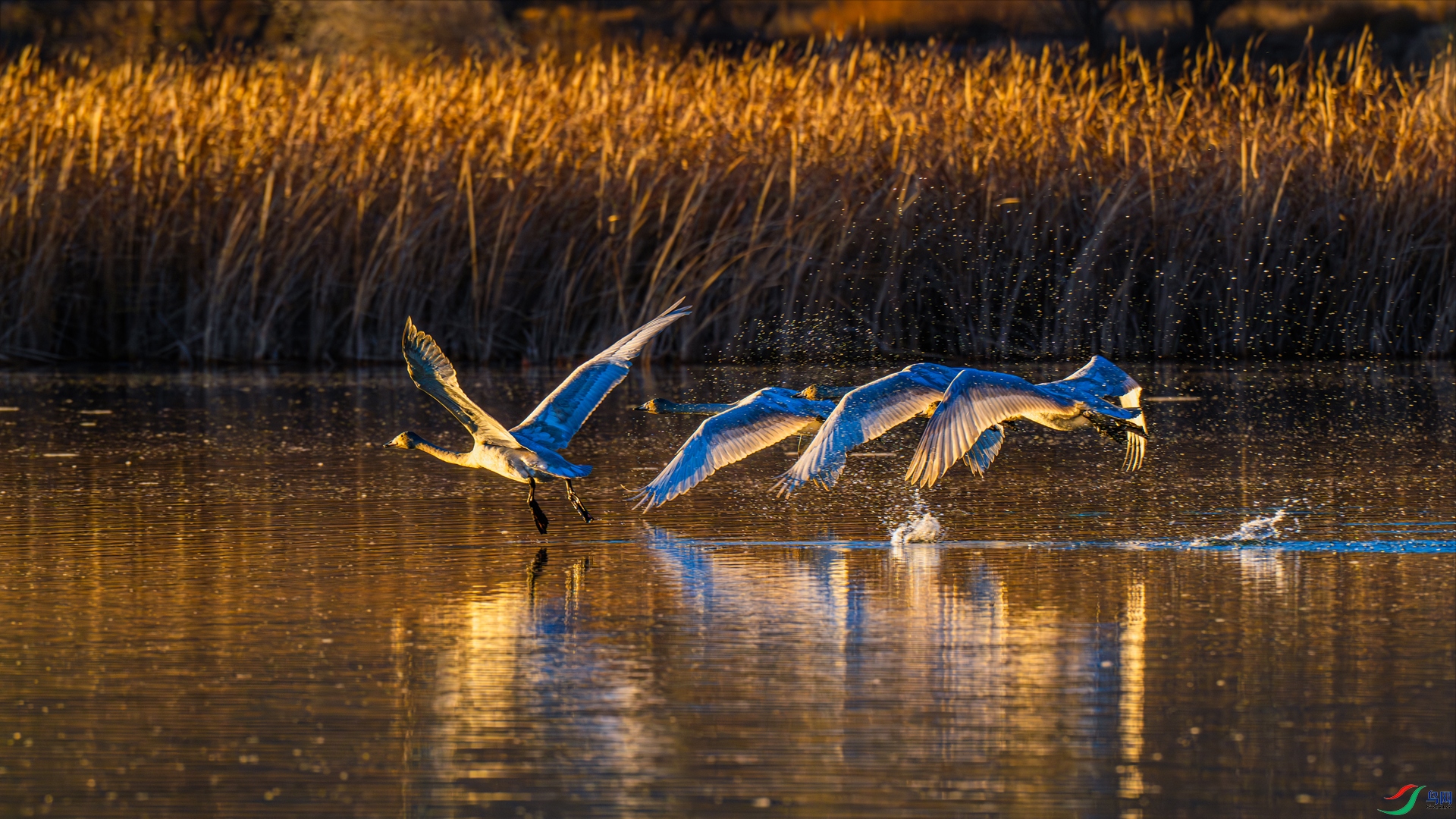 _DSC4049 ����_����.jpg