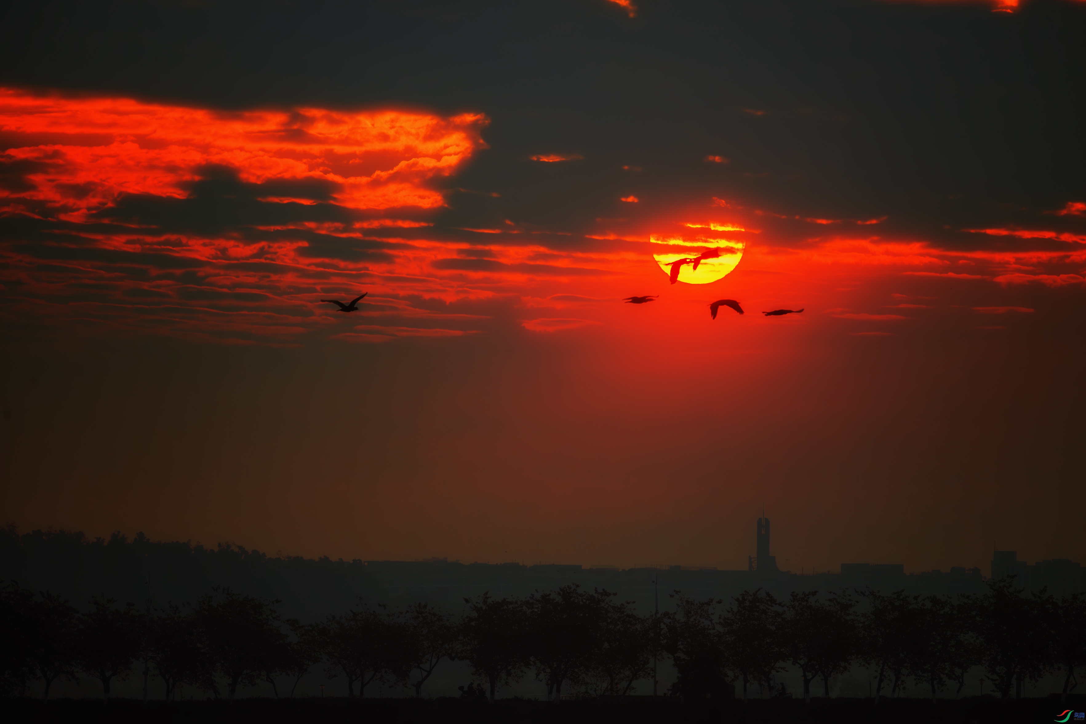 DSC_0982-����ǿ-NR ����1.jpg
