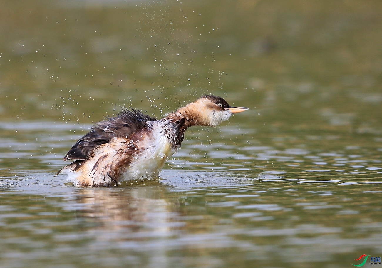 ���� IMGL4454��׵���������Ʒ�2.JPG